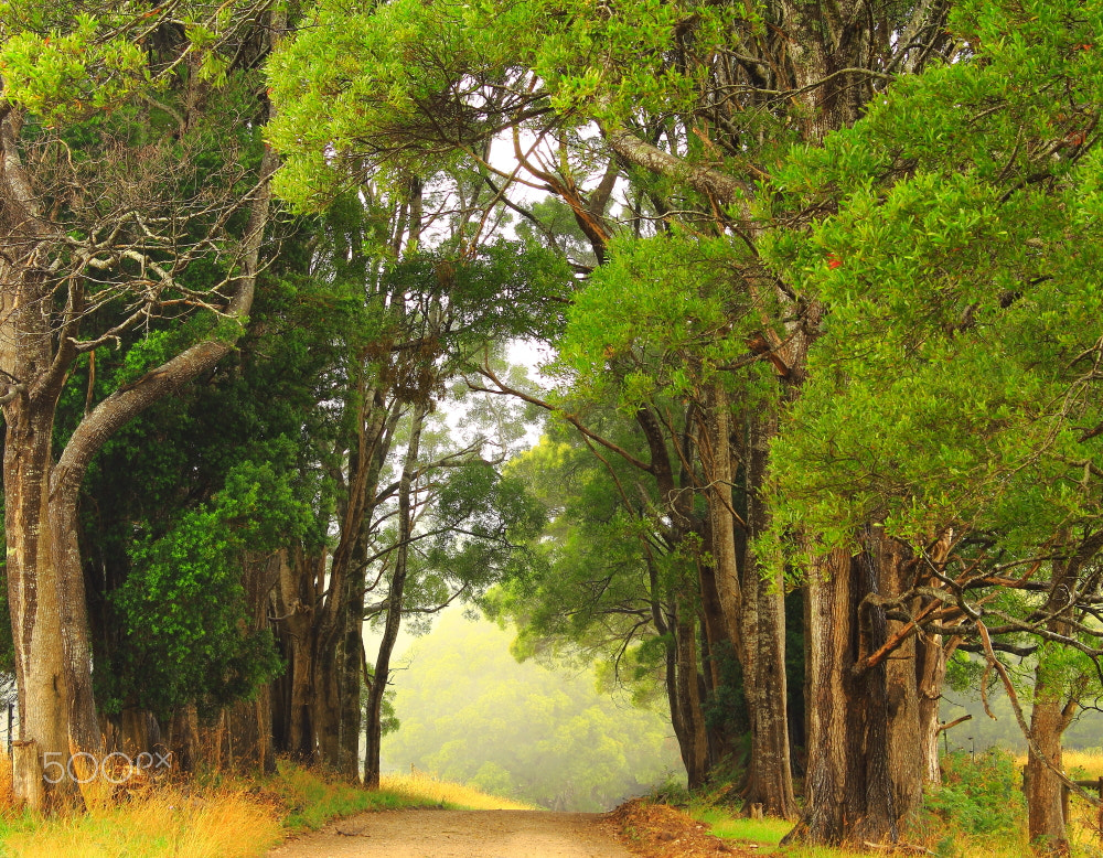 Canon EOS 60D sample photo. Wrights road , mawbanna photography