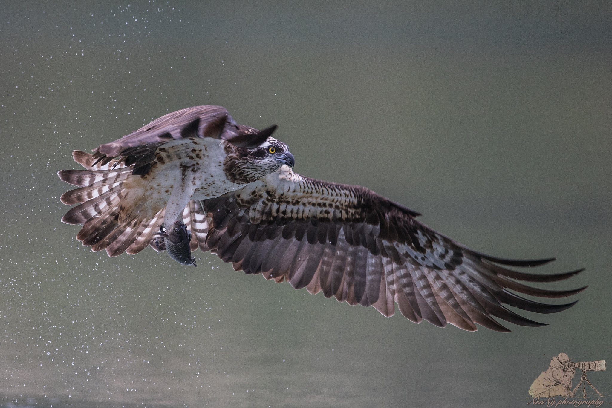 Canon EOS-1D X Mark II + Canon EF 600mm F4L IS II USM sample photo. Neo photography