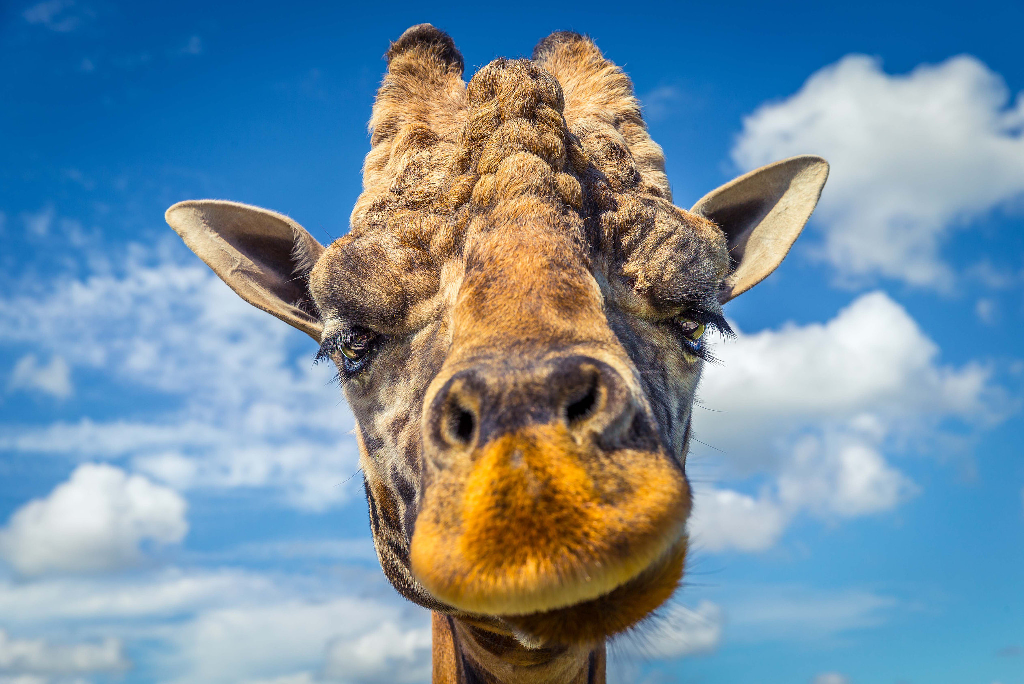 Canon EOS-1D X sample photo. Giraffe portrait. photography