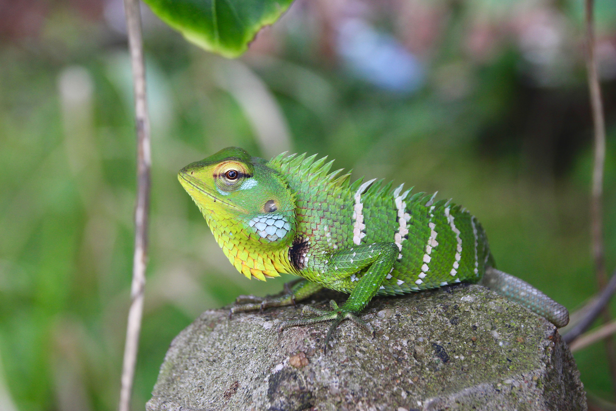 Canon EOS 100D (EOS Rebel SL1 / EOS Kiss X7) sample photo. Green forest lizard - sri lanka photography