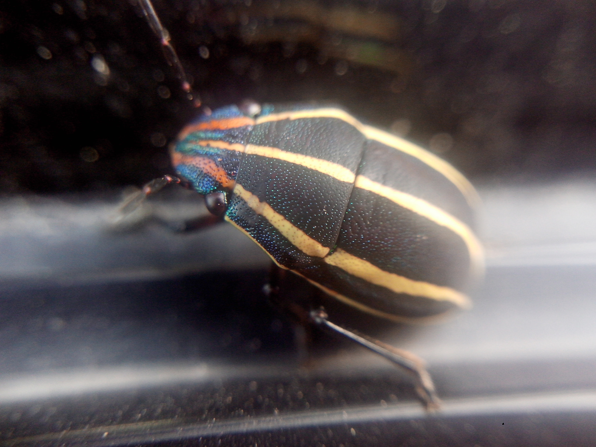 Motorola RAZR D3 sample photo. Un insecto multicolor photography