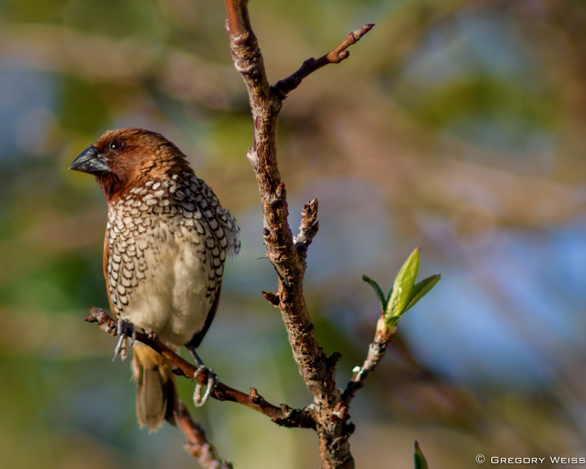 AF Nikkor 300mm f/4 IF-ED sample photo. Nutmeg mannikin photography