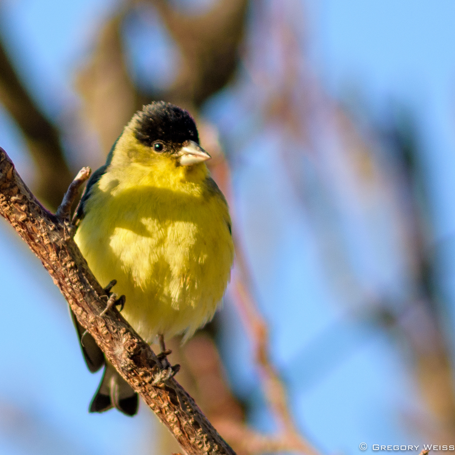 Nikon D7200 sample photo. American goldfinch photography