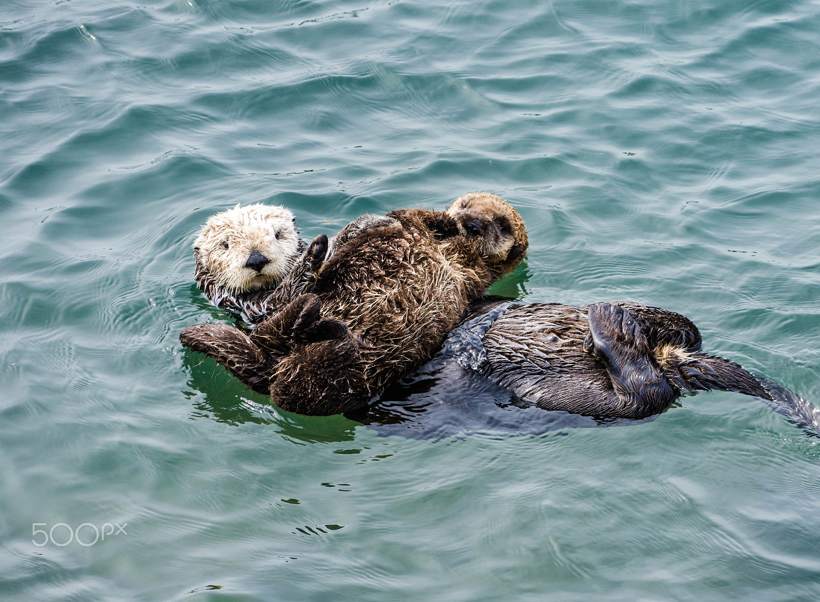 Nikon D7100 + Sigma 70-300mm F4-5.6 DG OS sample photo. Sea otter and pup photography