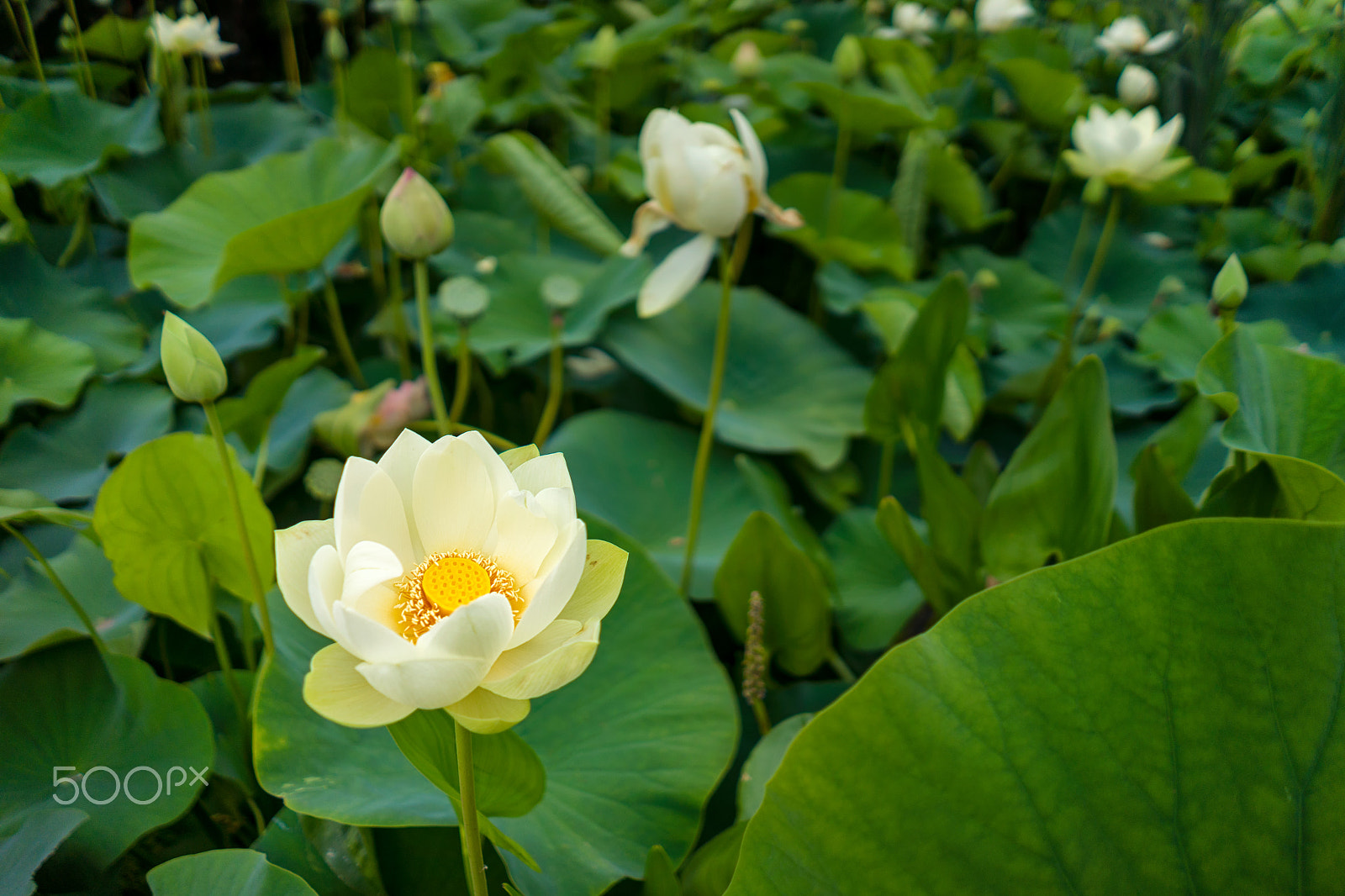 Sony FE 28mm F2 sample photo. Welcome photography