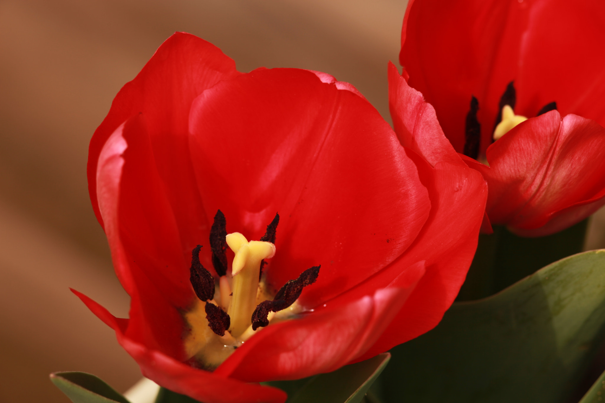 Canon EOS 5D Mark II + Canon EF 300mm F4L IS USM sample photo. Tulip-2 photography