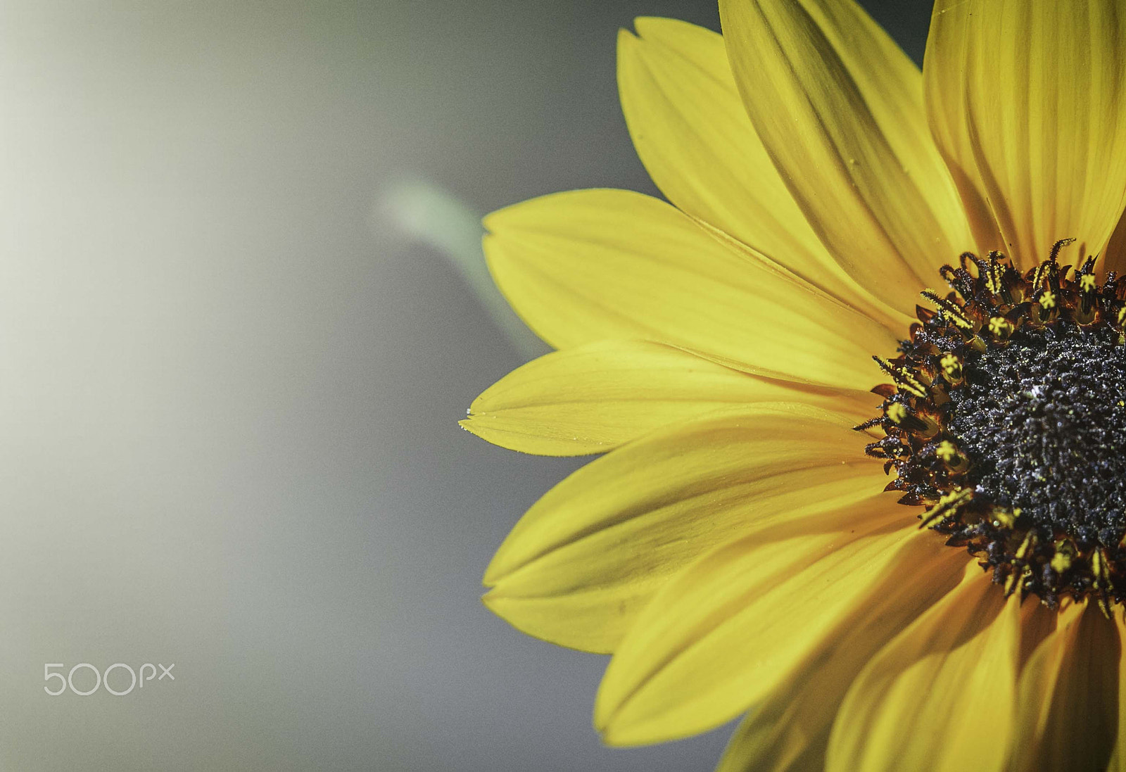 Canon EF 100mm F2.8 Macro USM sample photo. Sunflower photography