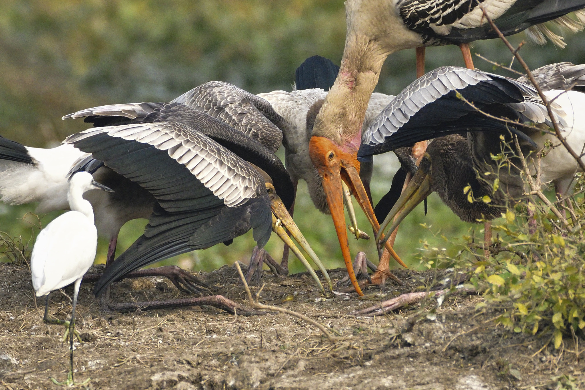 Nikon D500 sample photo. Feeding kids photography