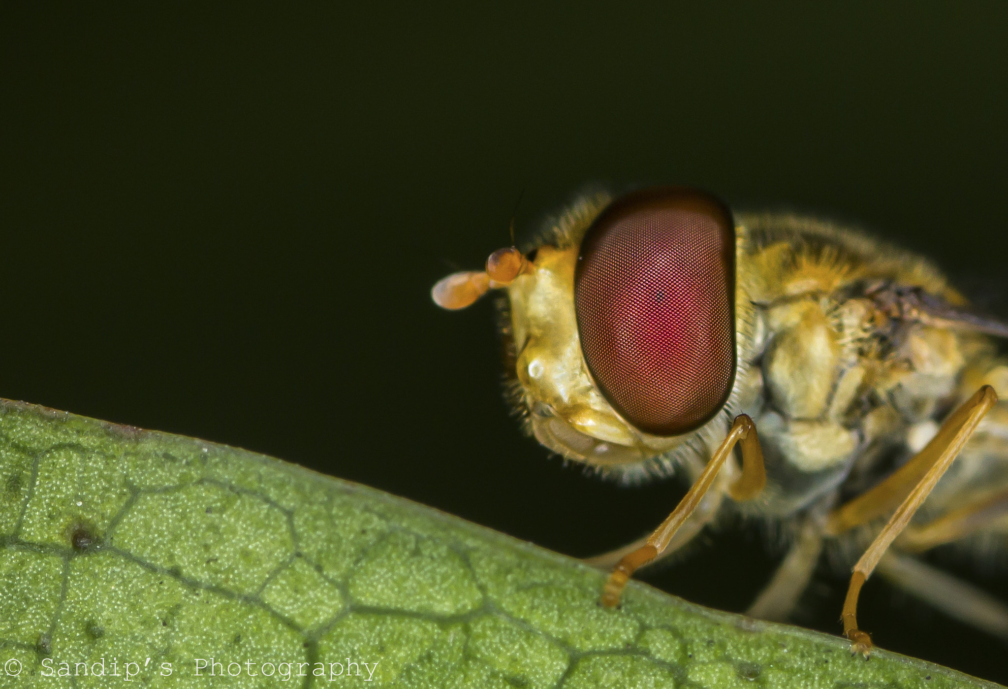 Canon EOS 600D (Rebel EOS T3i / EOS Kiss X5) + Tamron SP AF 90mm F2.8 Di Macro sample photo. Hover fly: close up.... photography