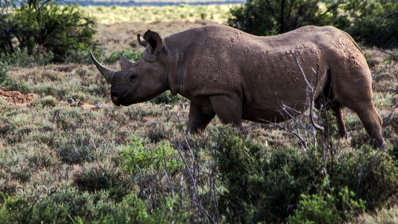 Canon EF 70-300mm F4-5.6 IS USM sample photo. Black rhino photography