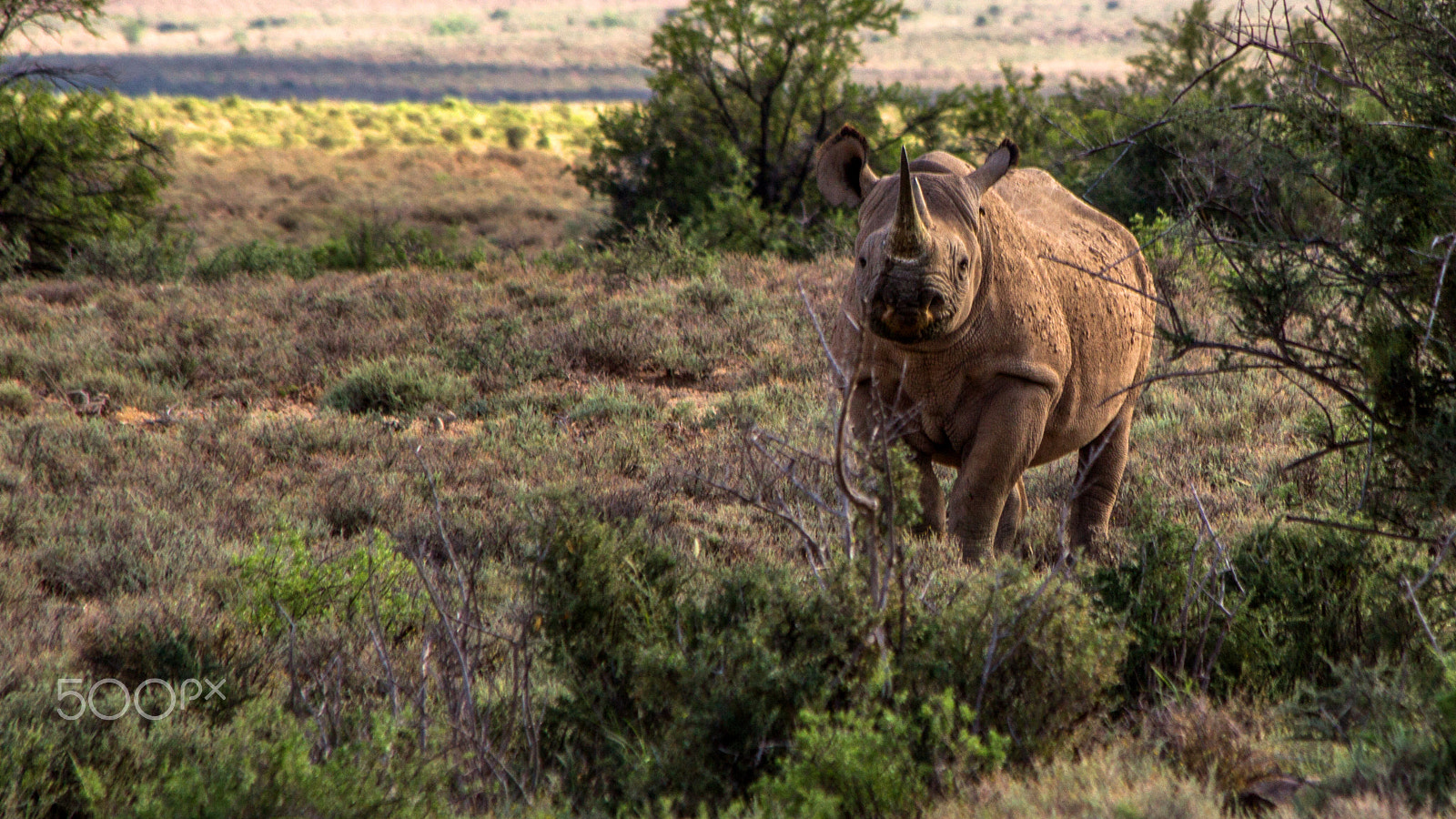 Canon EF 70-300mm F4-5.6 IS USM sample photo. Black rhino photography