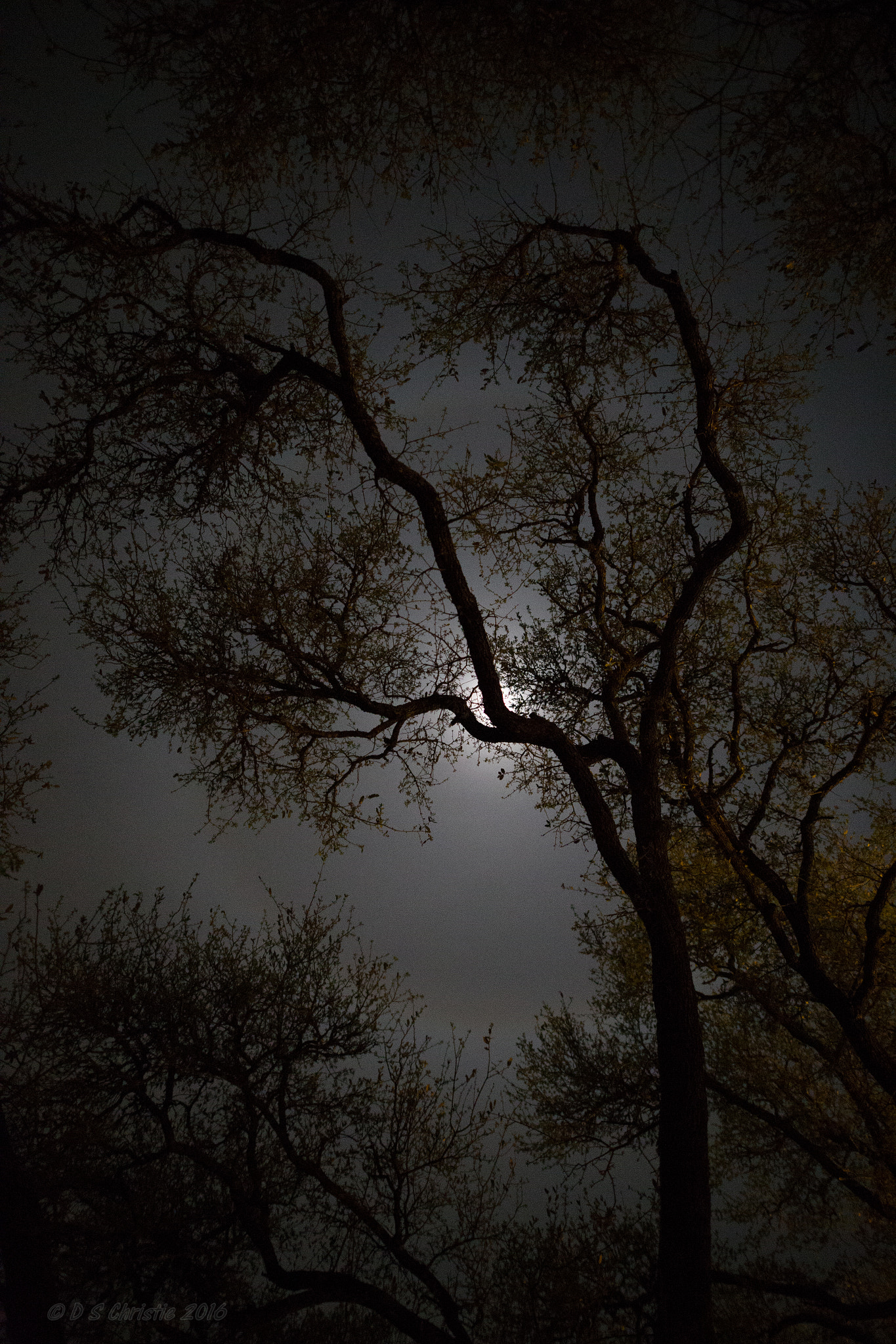 Sigma 20mm F1.4 DG HSM Art sample photo. Night trees photography