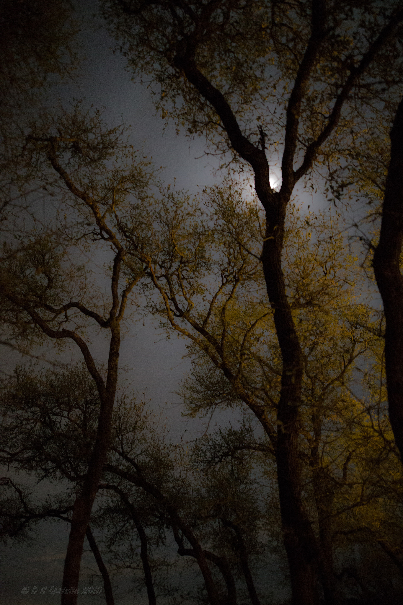 Sigma 20mm F1.4 DG HSM Art sample photo. Night trees 2 photography