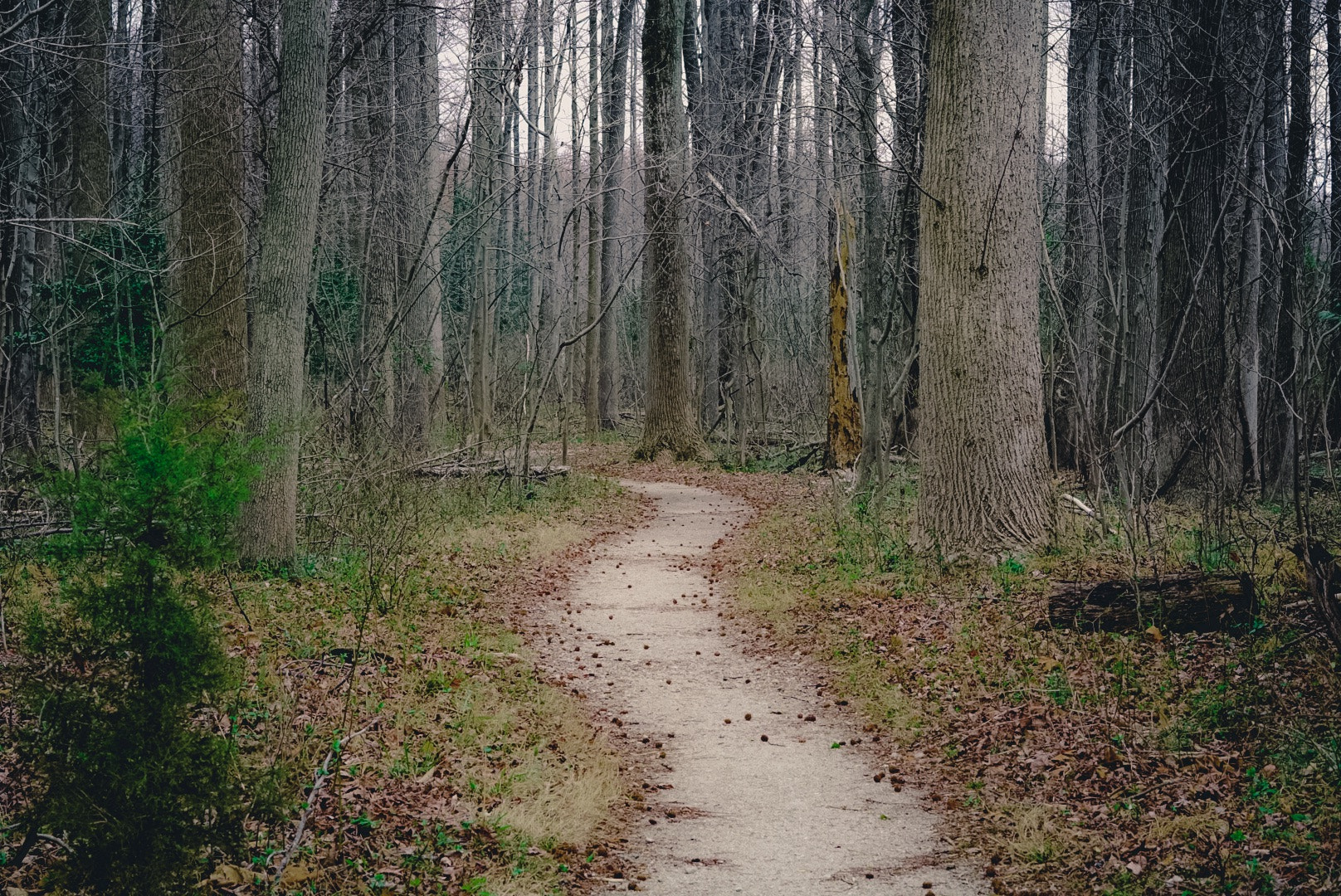 Sony FE 50mm F1.8 sample photo. Path in the woods photography