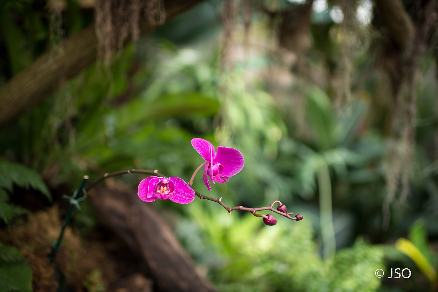 Nikon D800 sample photo. Arboretumcopy photography