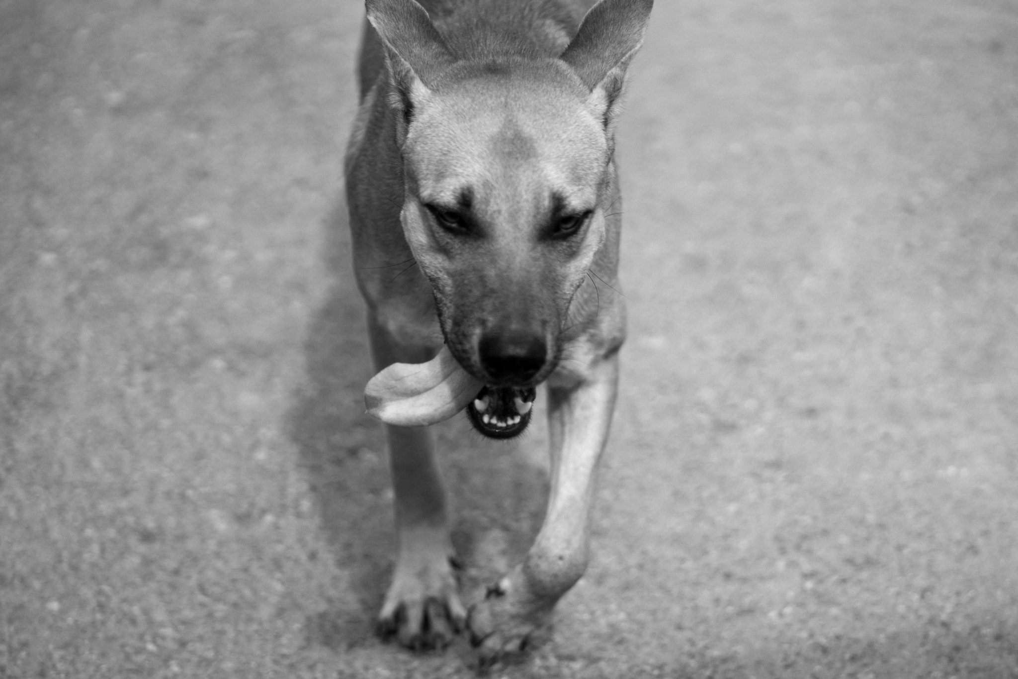 Sigma 105mm F2.8 EX DG Macro sample photo. Running dog photography
