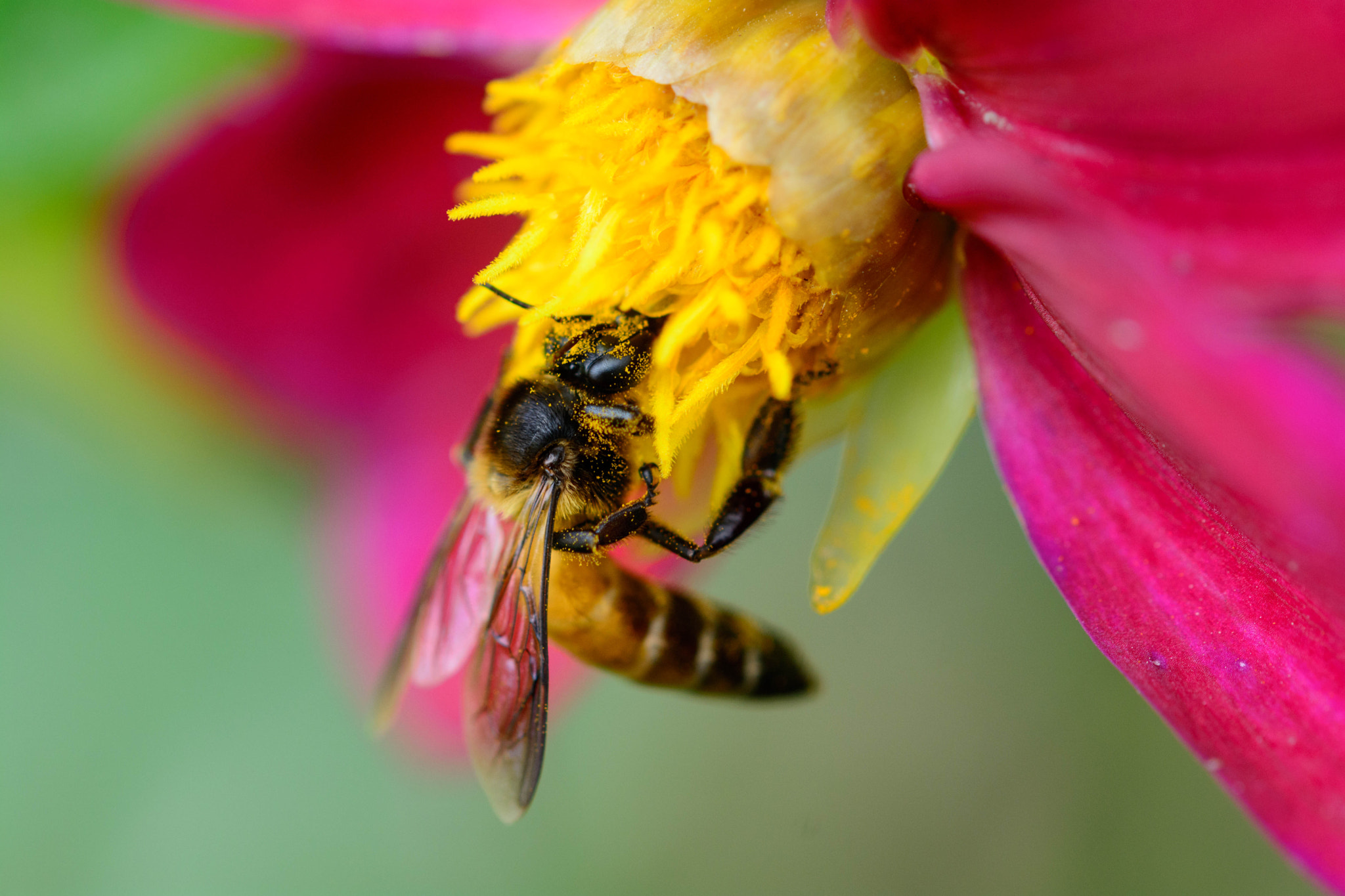 Sigma 105mm F2.8 EX DG OS HSM sample photo. Smitten photography