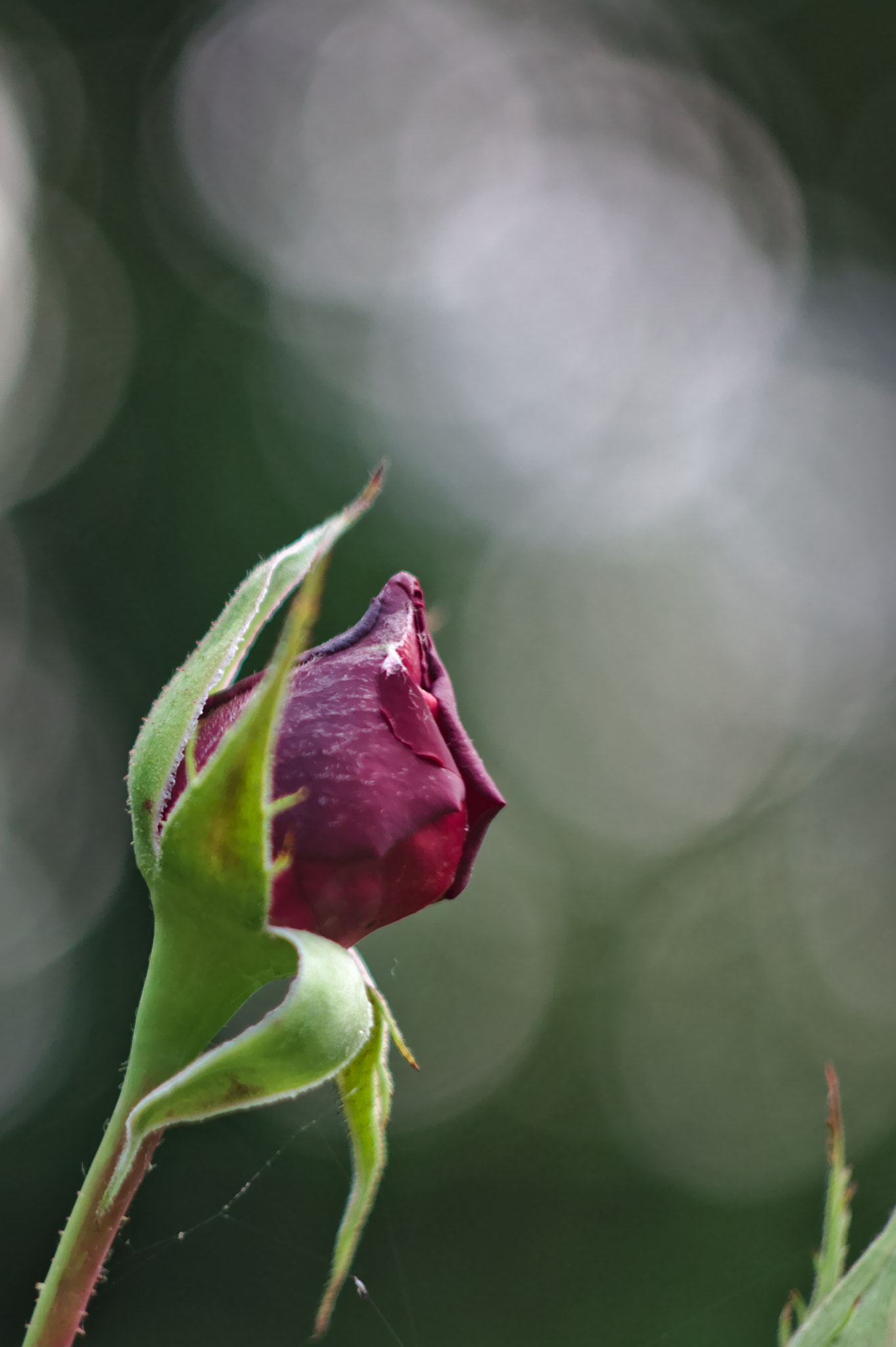 Canon EF 35-80mm f/4-5.6 sample photo. Helios 44 rose photography