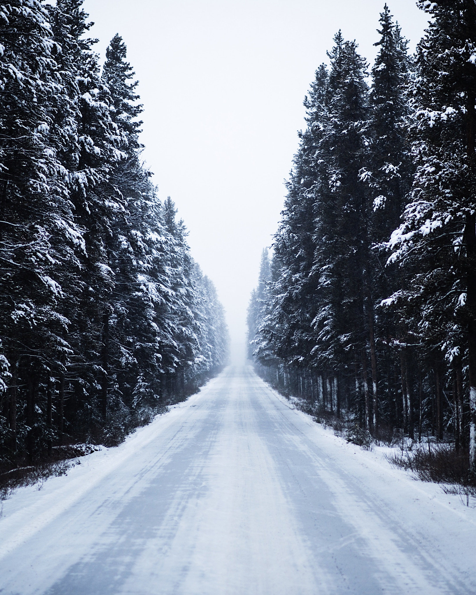 Nikon D4 sample photo. Blizzard on bow valley parkway. banff. alberta. photography