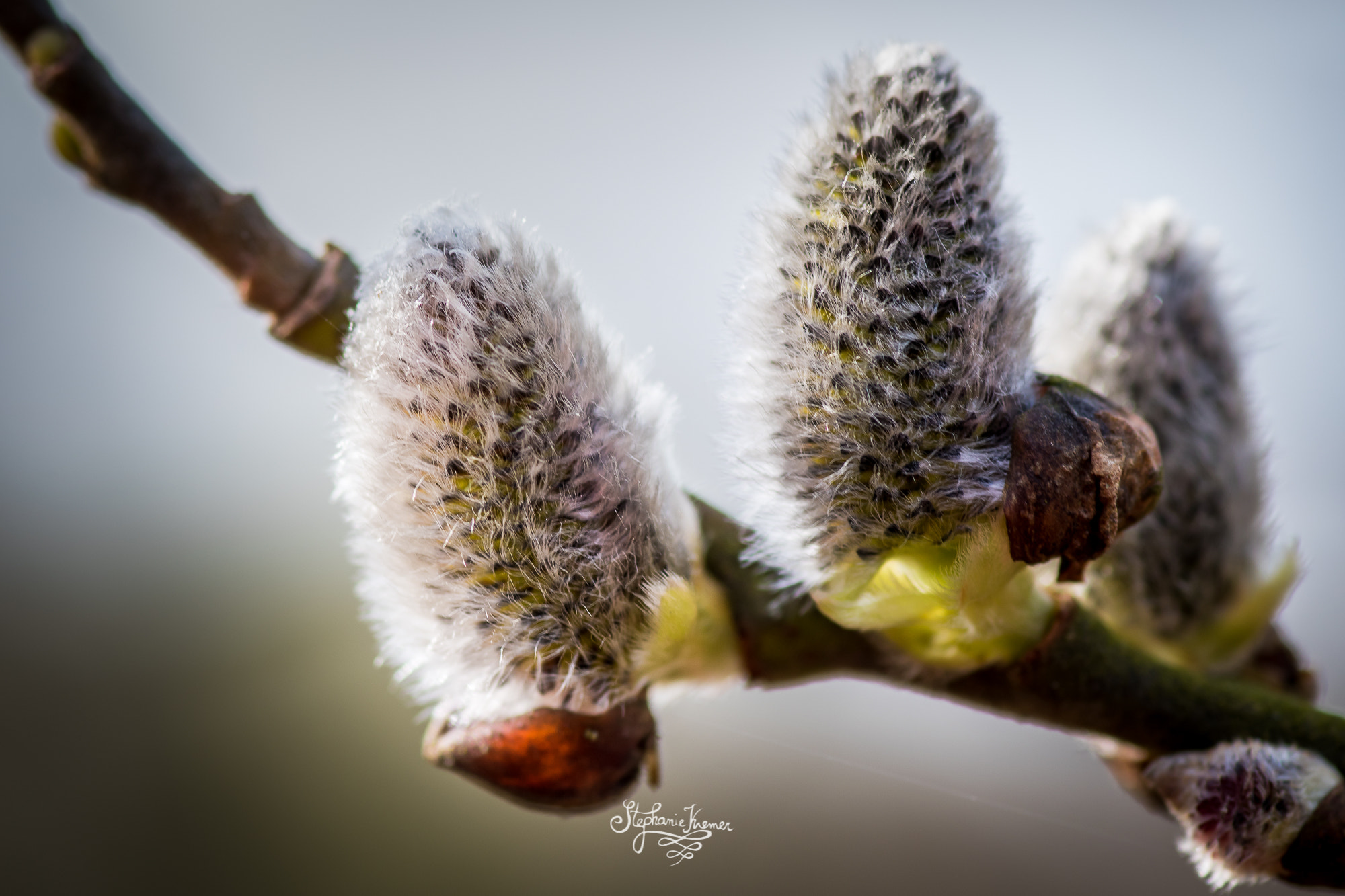 Nikon D5500 + Tokina AT-X Pro 100mm F2.8 Macro sample photo. Springtime photography