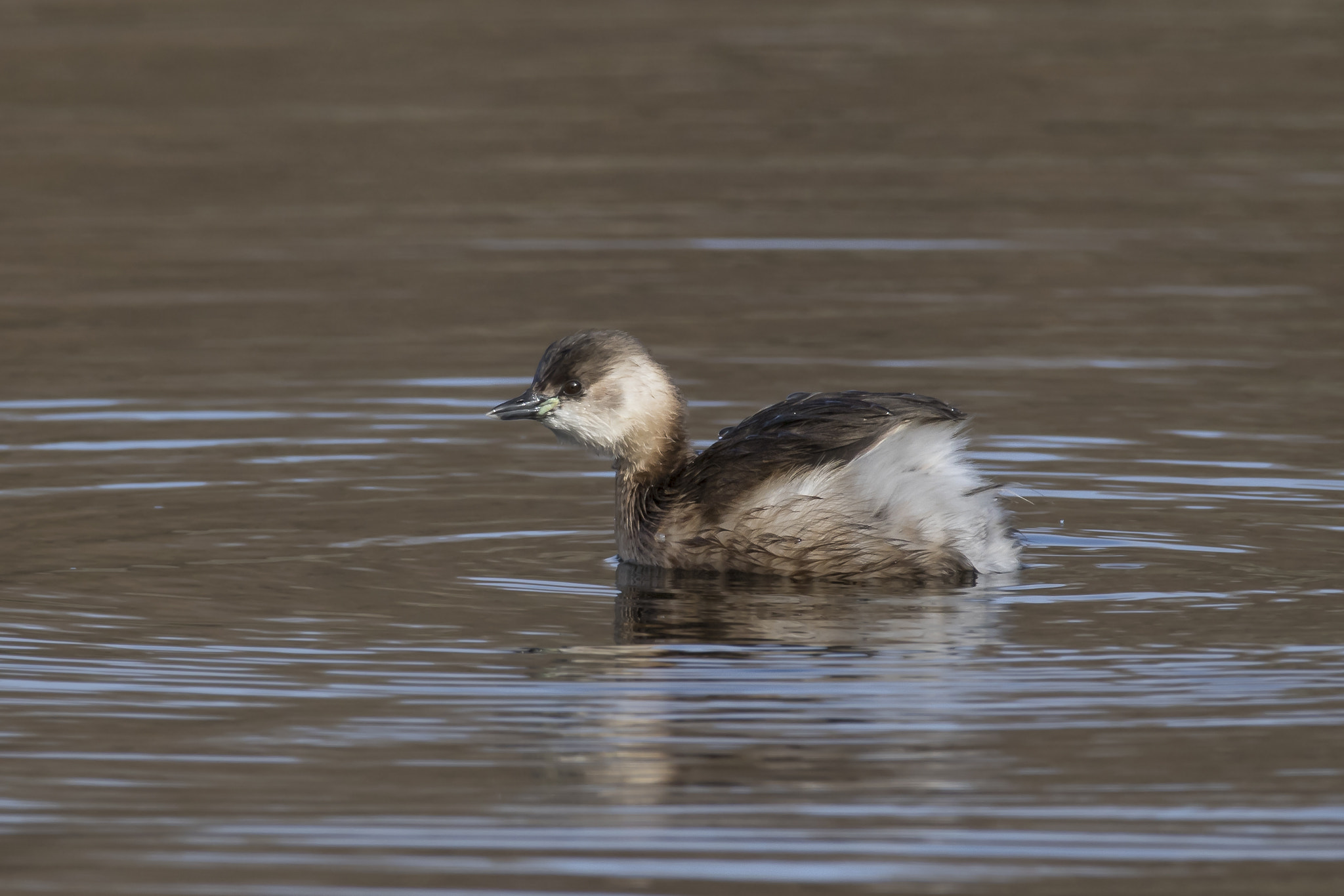 150-600mm F5-6.3 DG OS HSM | Sports 014 sample photo. Dodaar family of the grebe photography