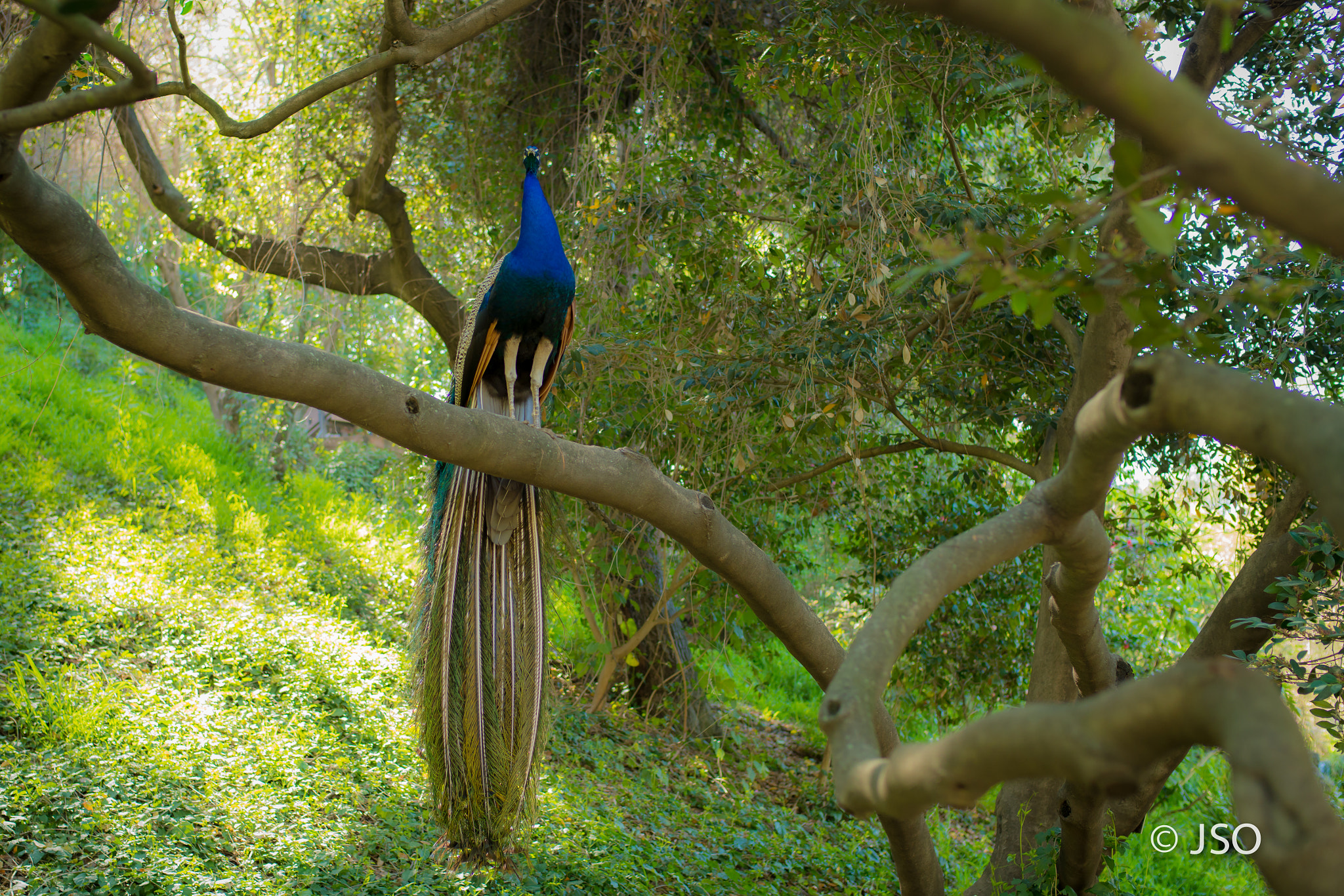 Nikon D800 sample photo. Arboretum photography