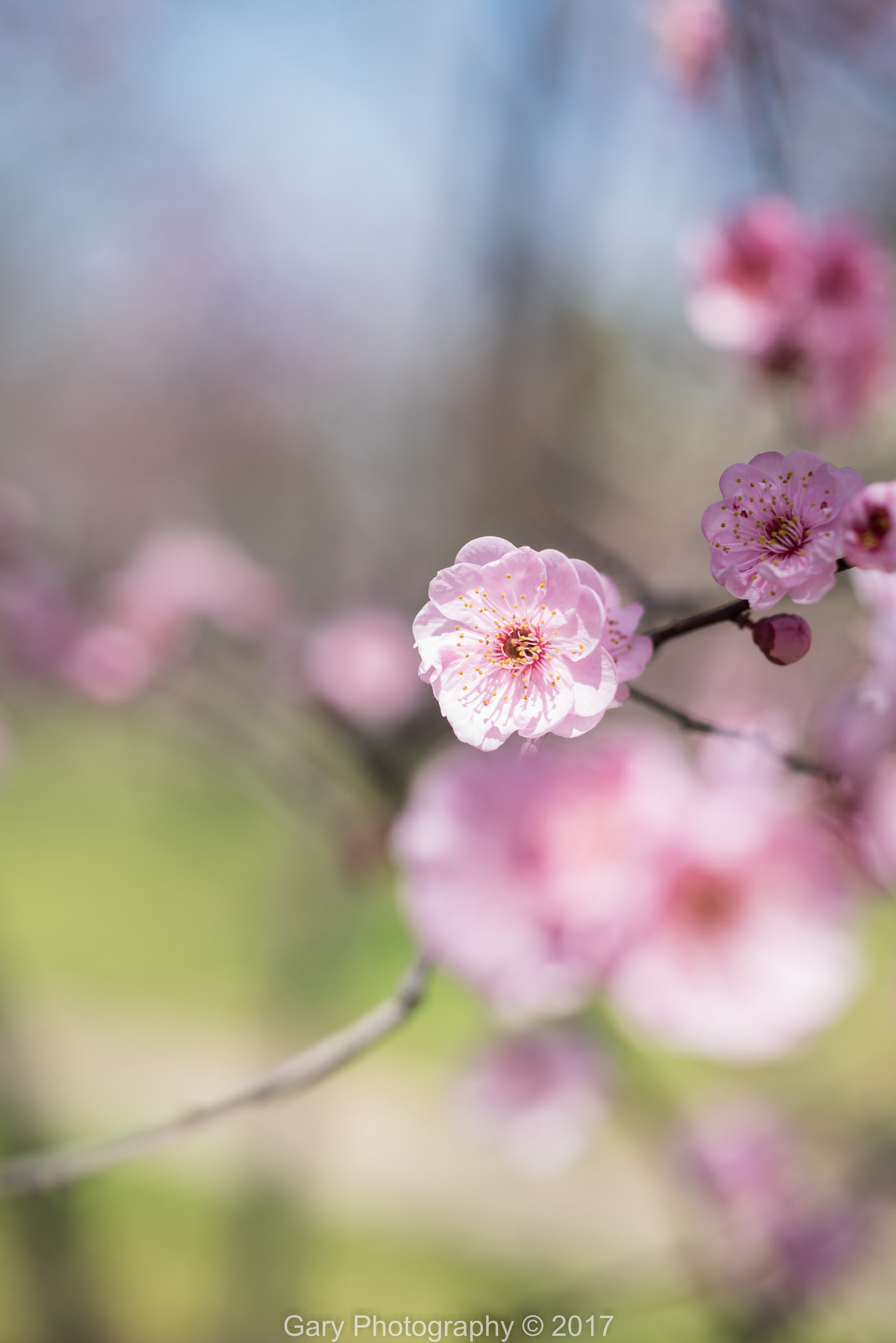 ZEISS Makro-Planar T* 50mm F2 sample photo. 红梅花开 photography