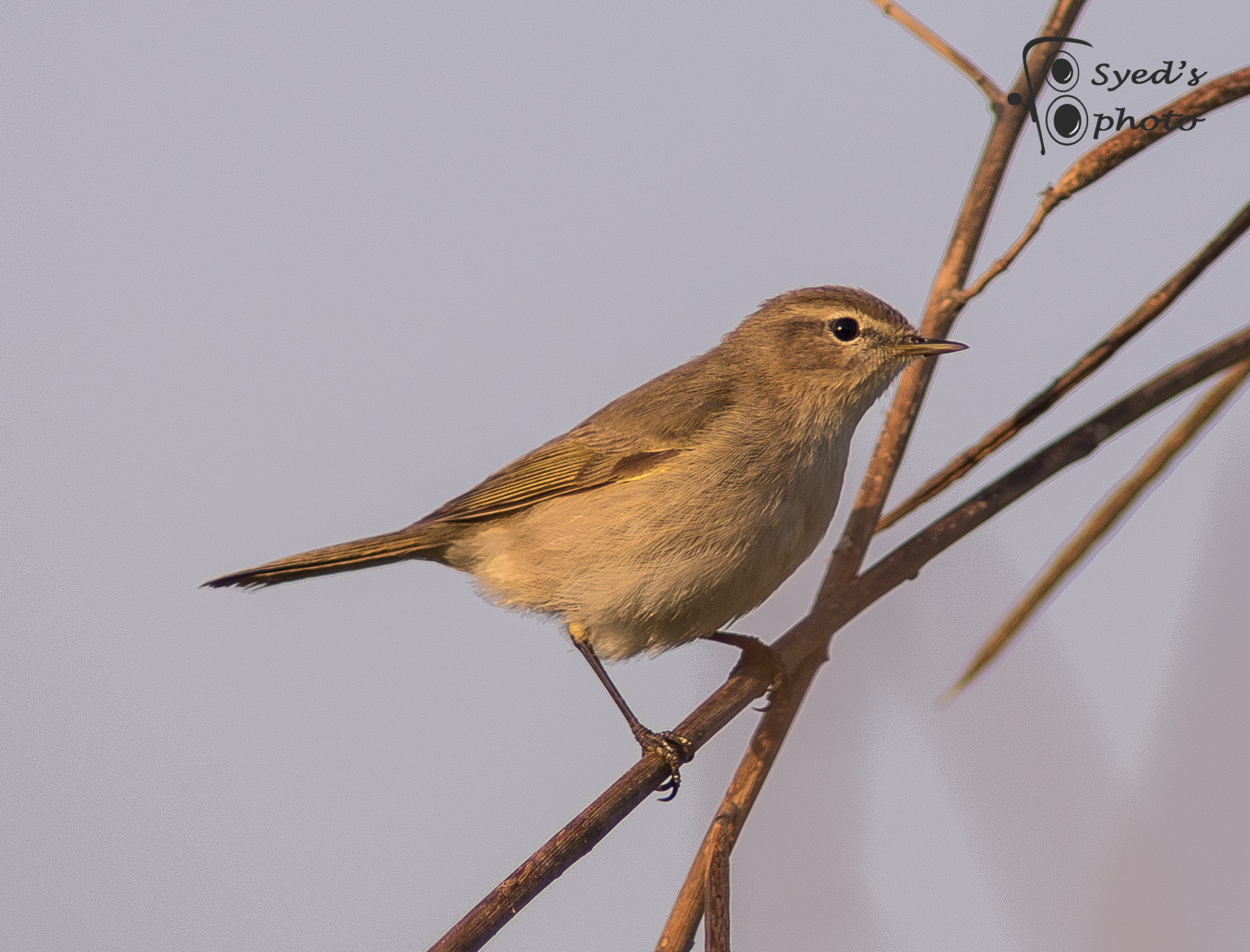 Nikon AF-S Nikkor 300mm F2.8G ED VR II sample photo. Dsc photography
