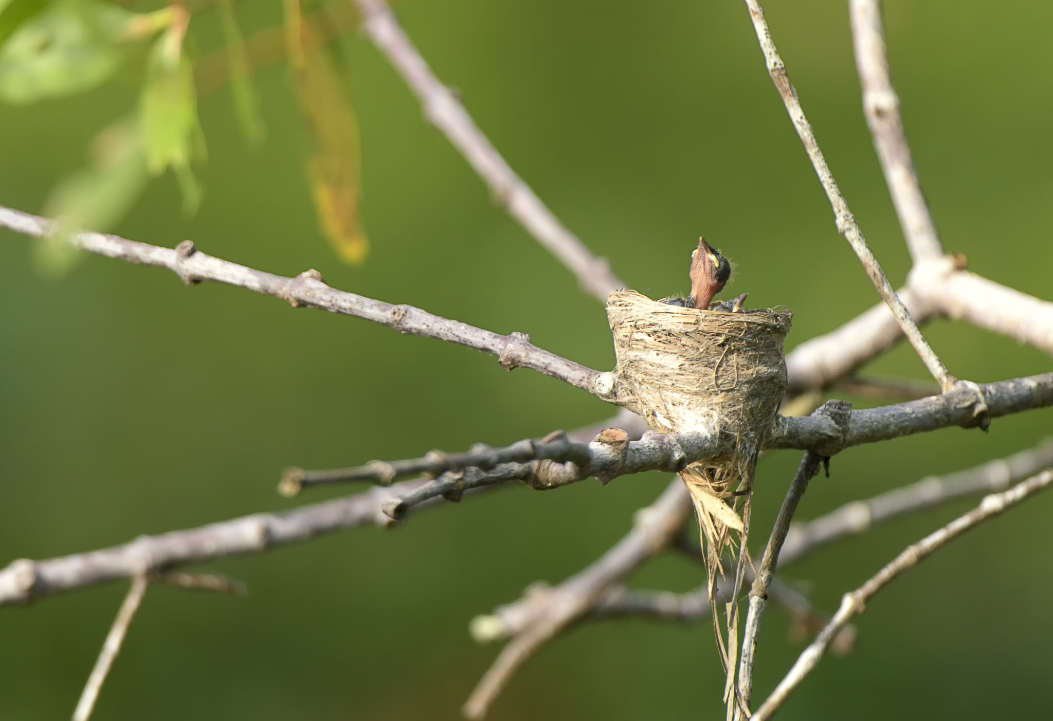 Nikon D500 + Nikon AF-S Nikkor 200-400mm F4G ED-IF VR sample photo. Dominator photography