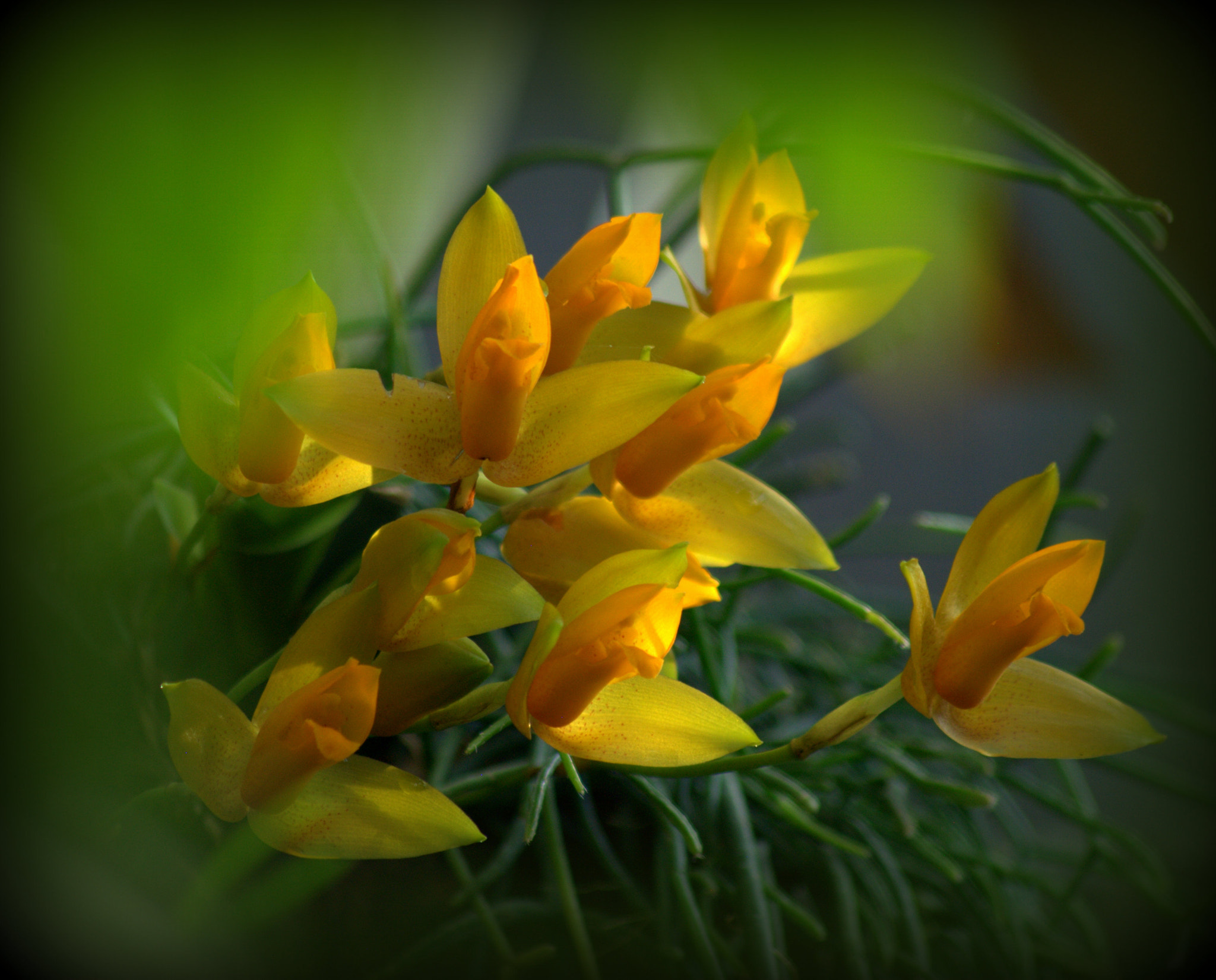 Sigma 70-300mm F4-5.6 APO DG Macro sample photo. Lycaste orchid flower photography