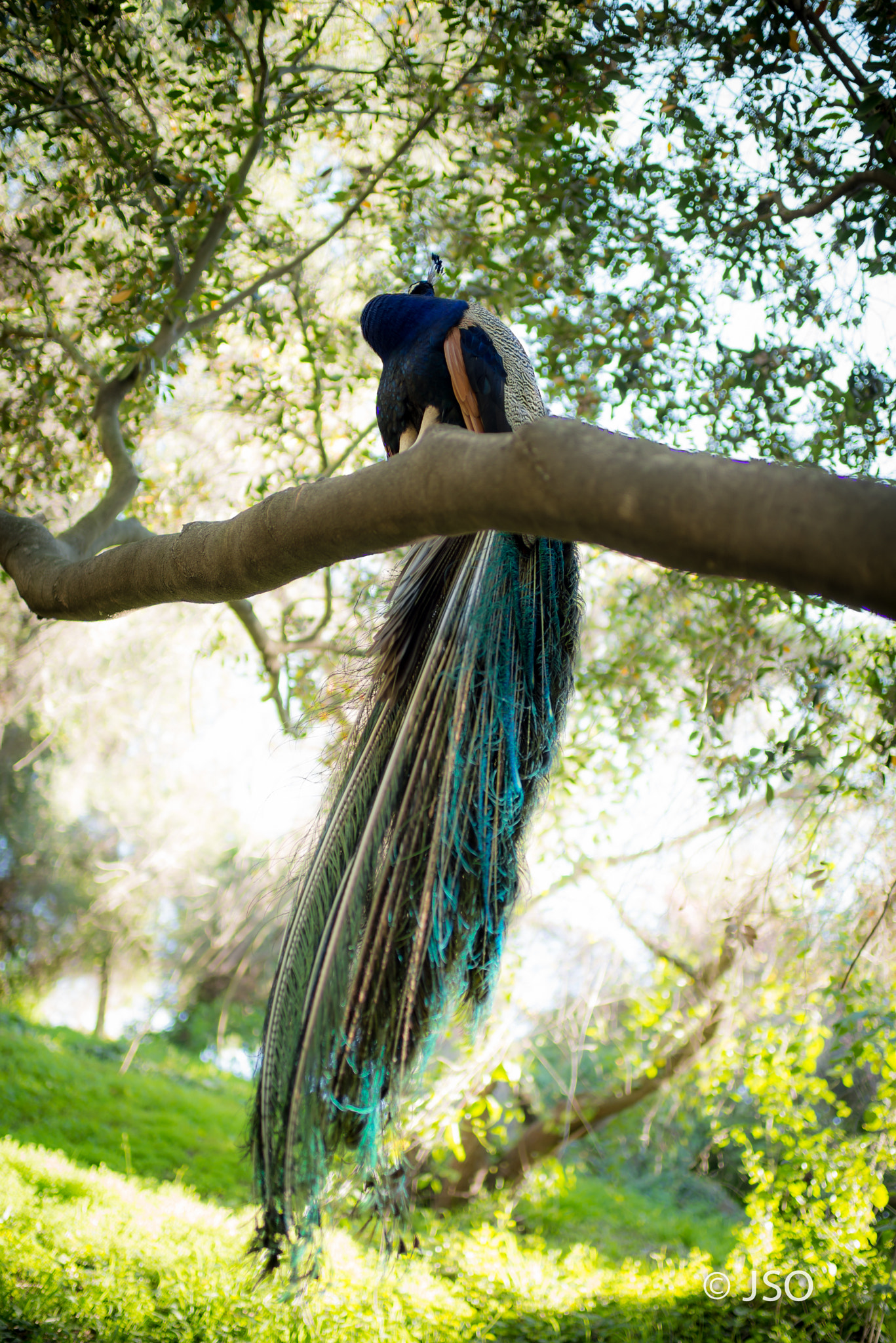 Nikon D800 sample photo. Arboretum photography