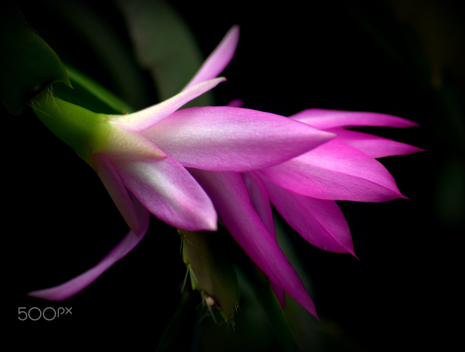 Sigma 70-300mm F4-5.6 APO DG Macro sample photo. Christmas cactus hybrid photography
