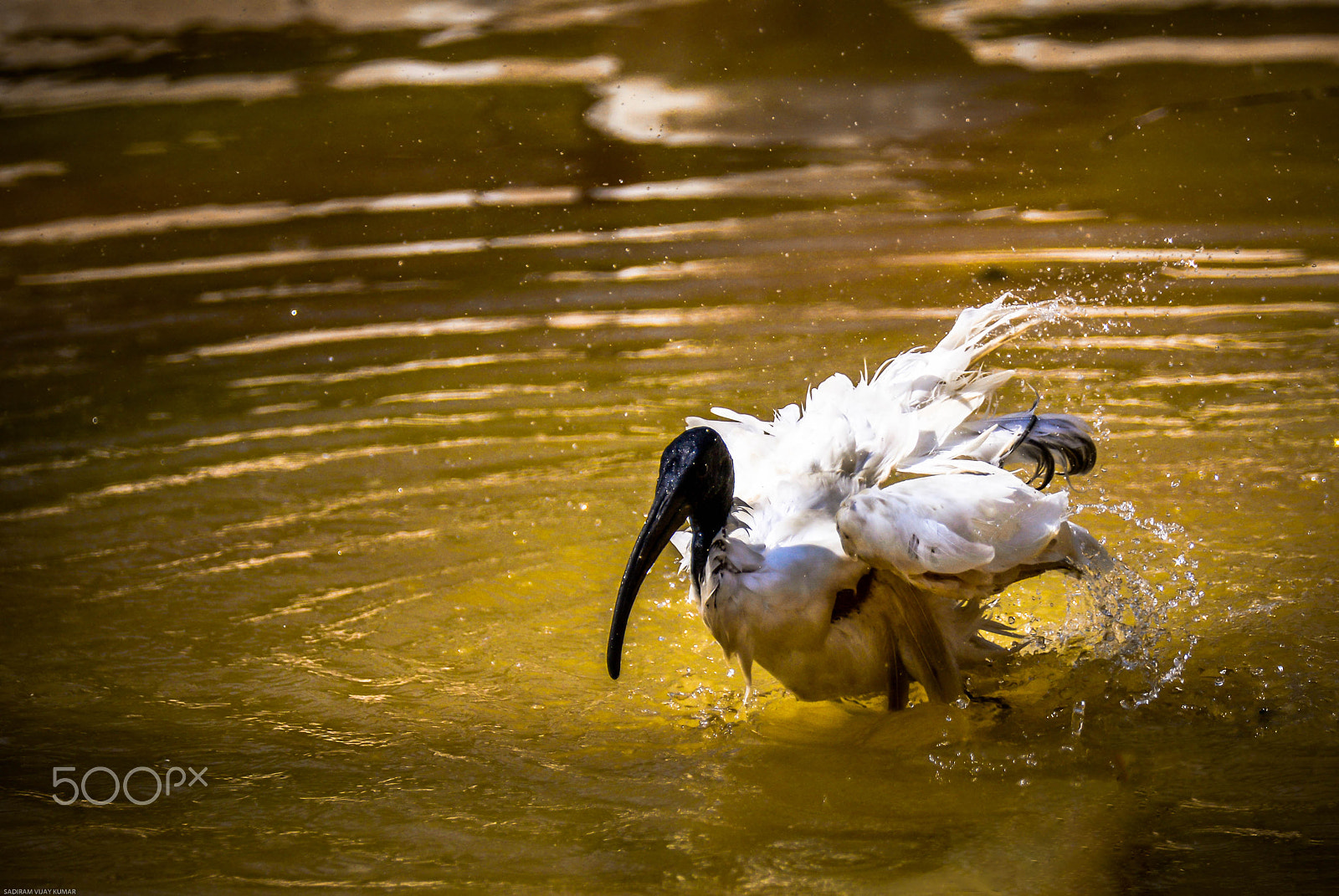 Nikon D600 sample photo. Edit photography