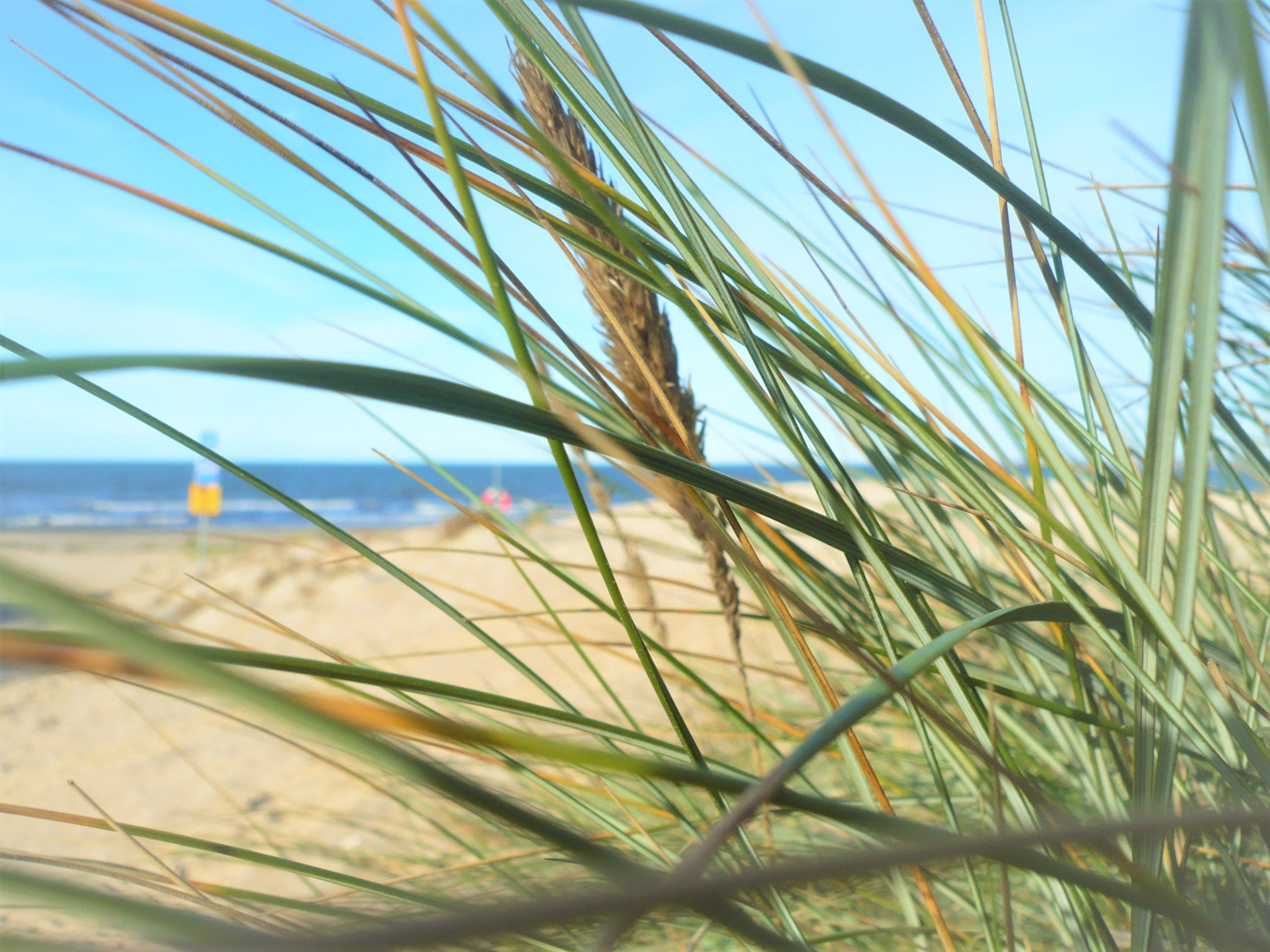 Panasonic DMC-FX12 sample photo. Beach grass photography