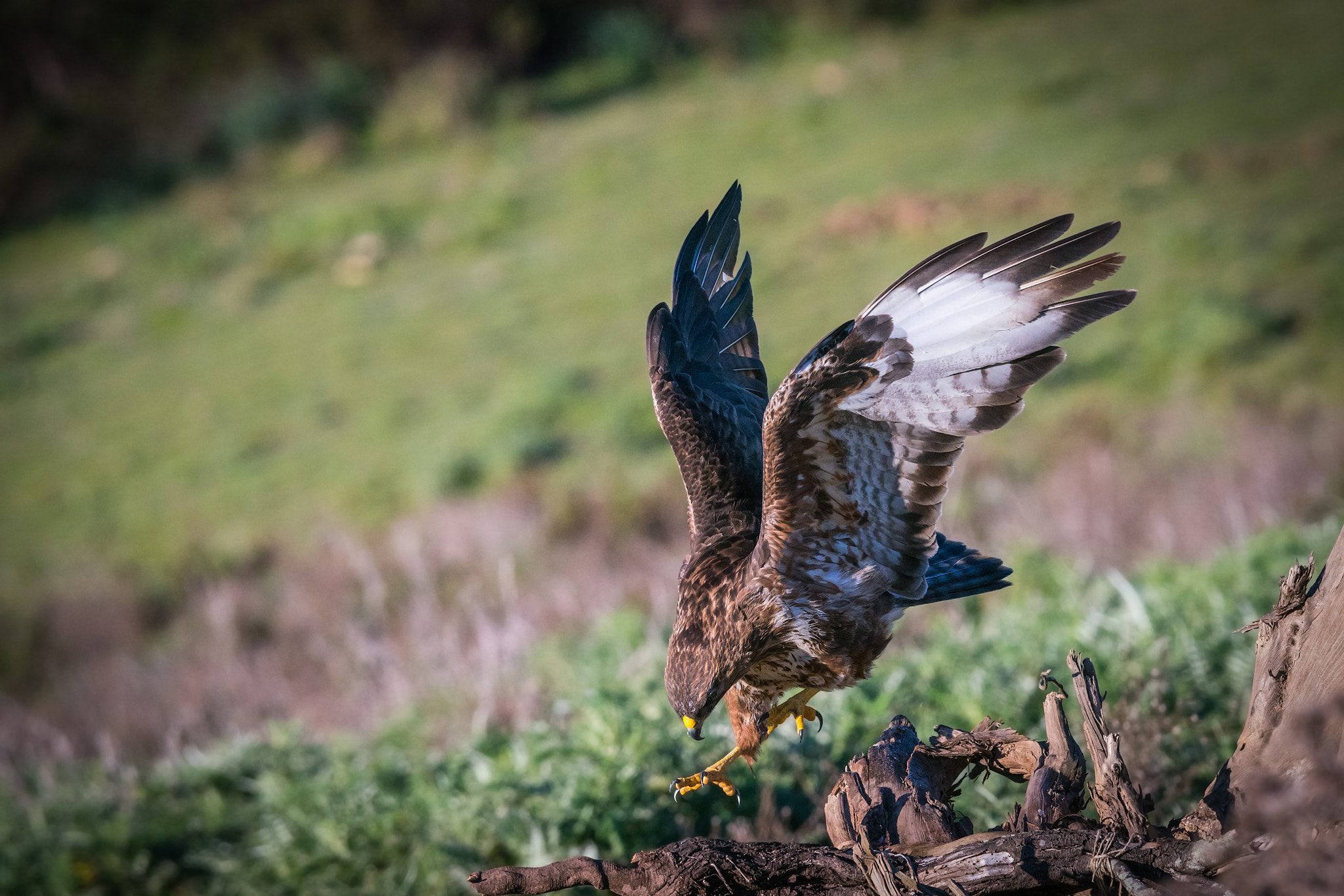 Sony a99 II sample photo. Landing photography