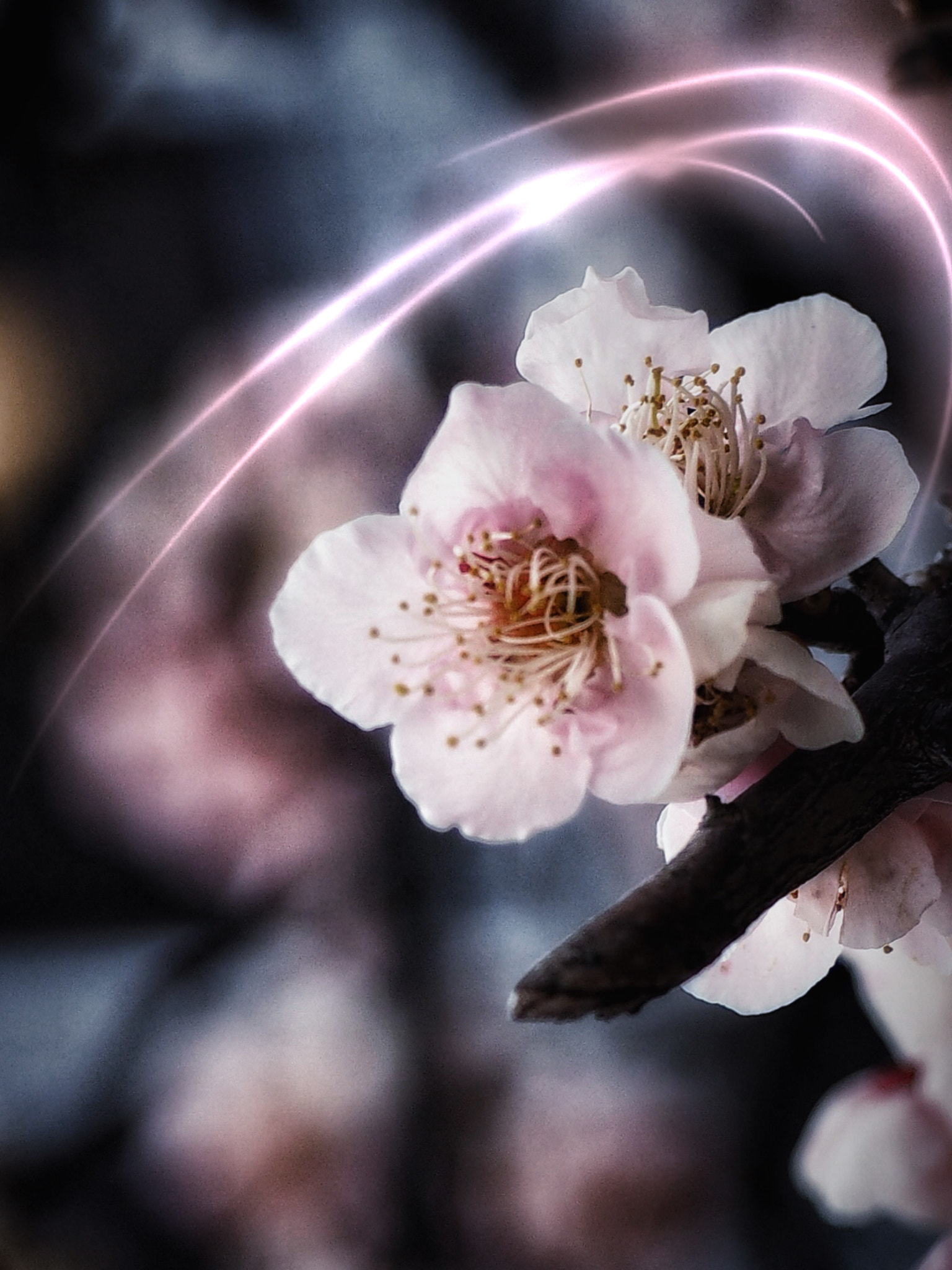 Olympus OM-D E-M1 sample photo. Sakura spring 2 photography