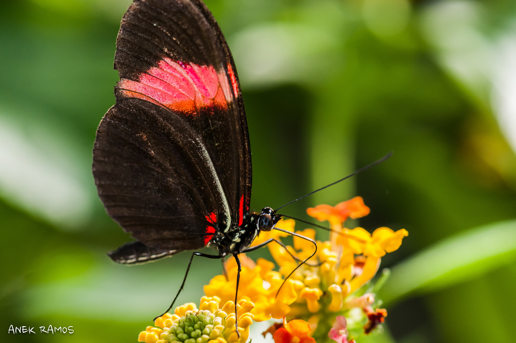 Nikon AF-S Micro-Nikkor 105mm F2.8G IF-ED VR sample photo