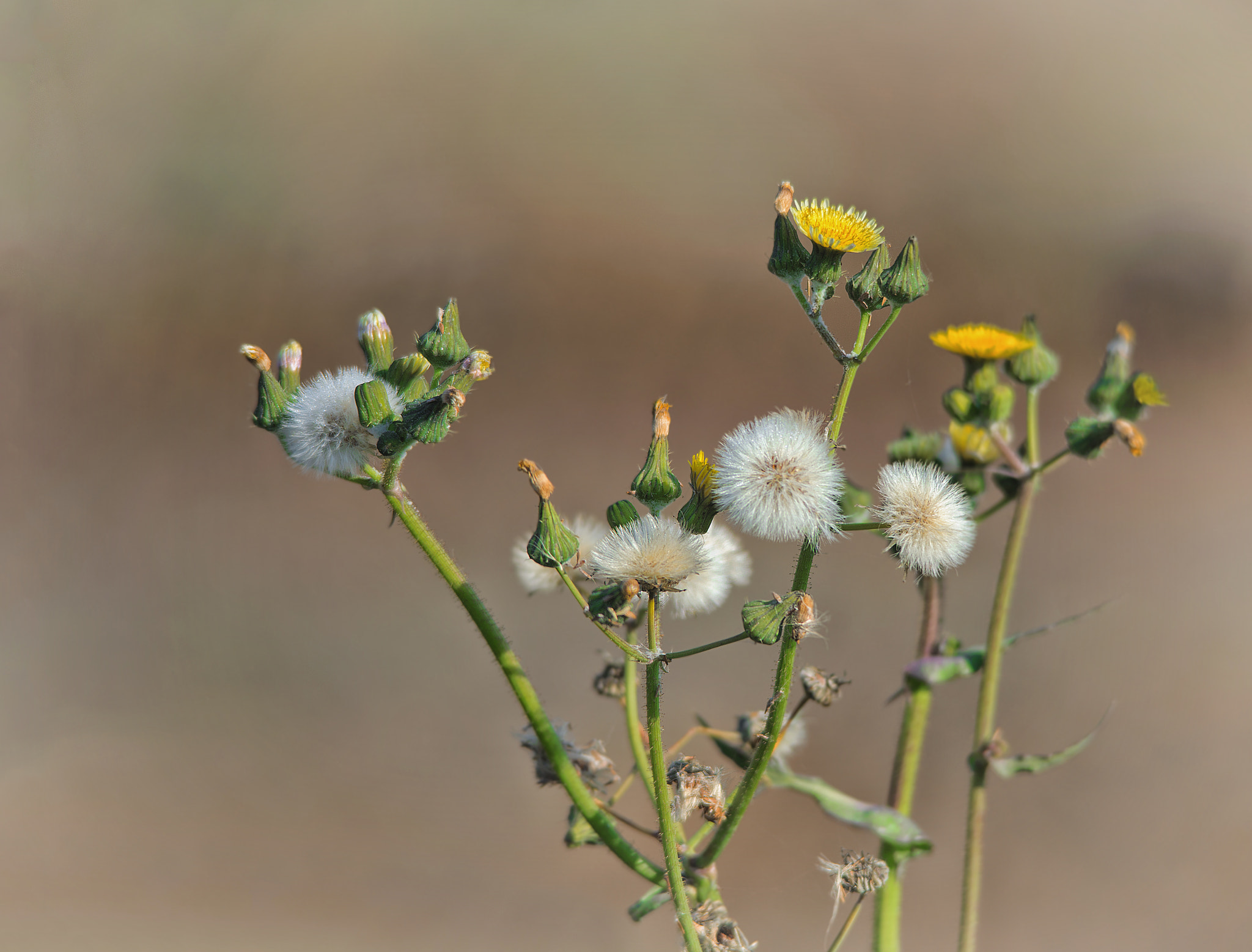 Sigma 150-500mm F5-6.3 DG OS HSM sample photo. Wildflower photography