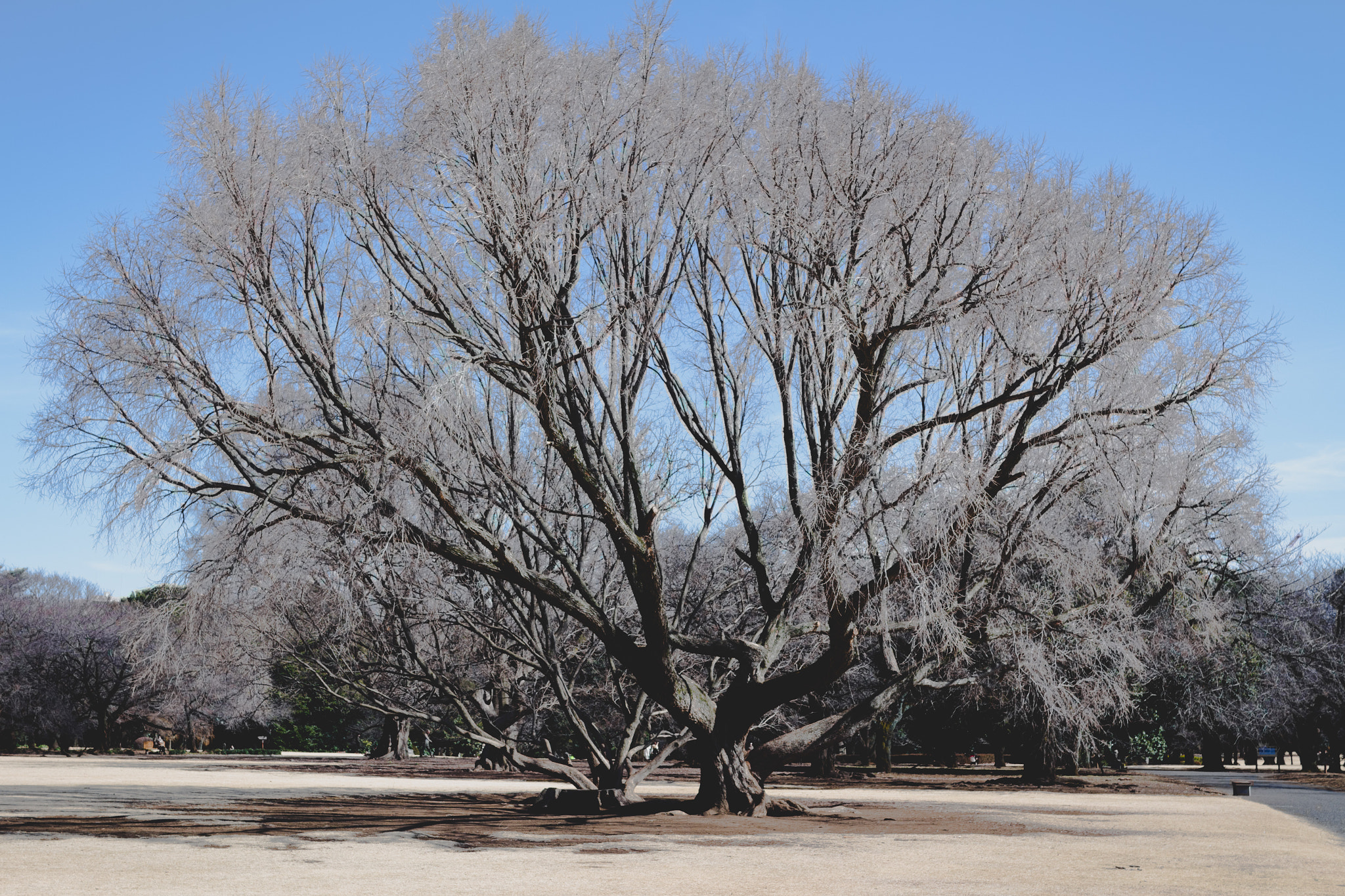 Canon EOS 100D (EOS Rebel SL1 / EOS Kiss X7) + Sigma 30mm F1.4 EX DC HSM sample photo. Tree photography