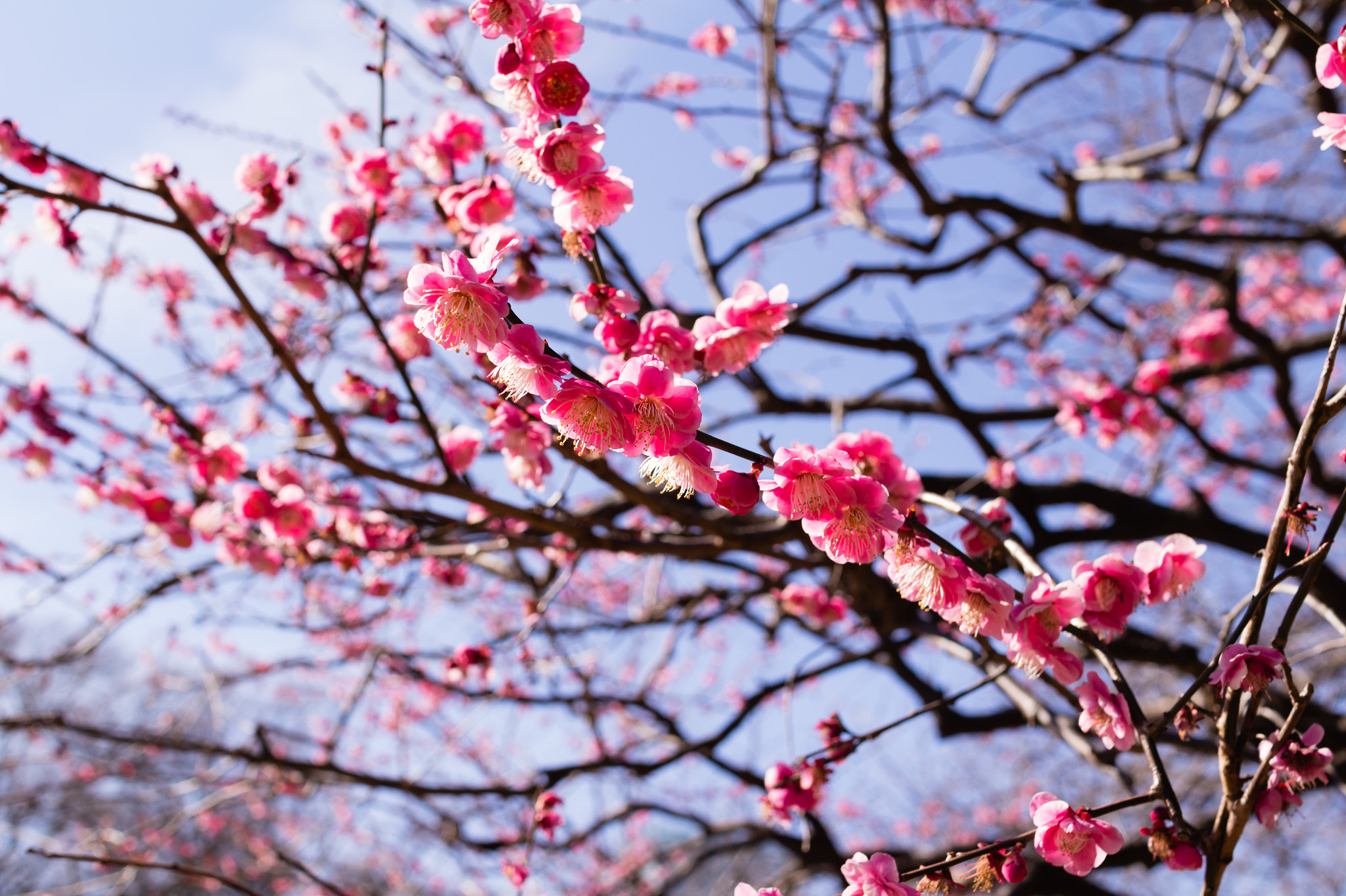 Sigma 30mm F1.4 EX DC HSM sample photo. Plum photography