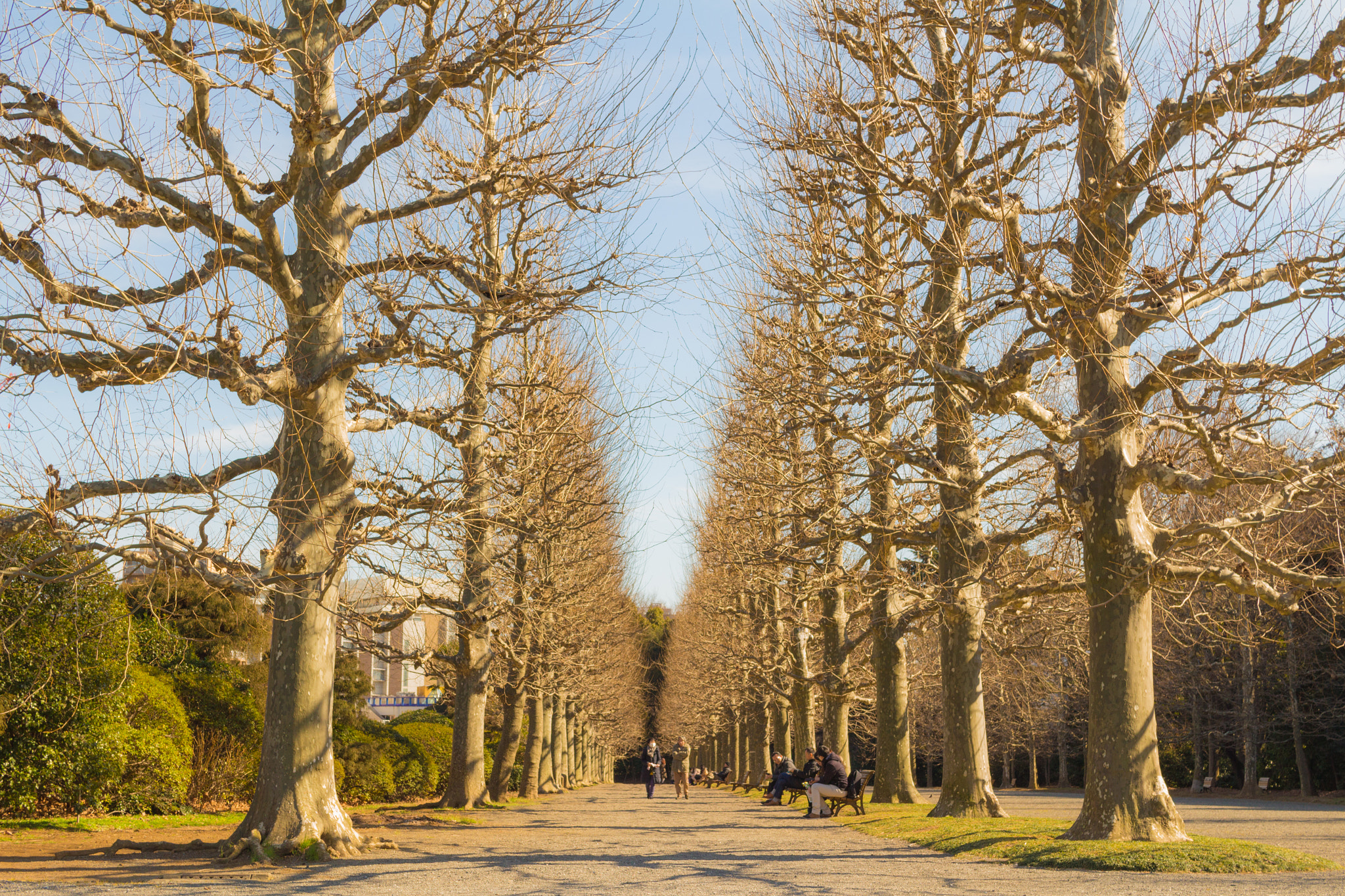 Sigma 30mm F1.4 EX DC HSM sample photo. Tree photography