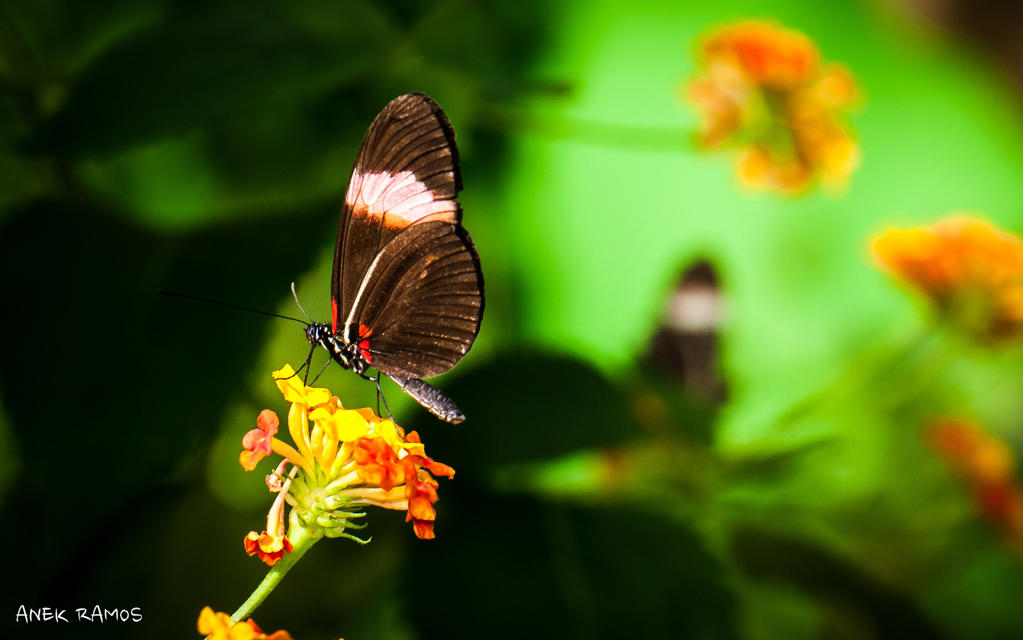 Nikon AF-S Micro-Nikkor 105mm F2.8G IF-ED VR sample photo