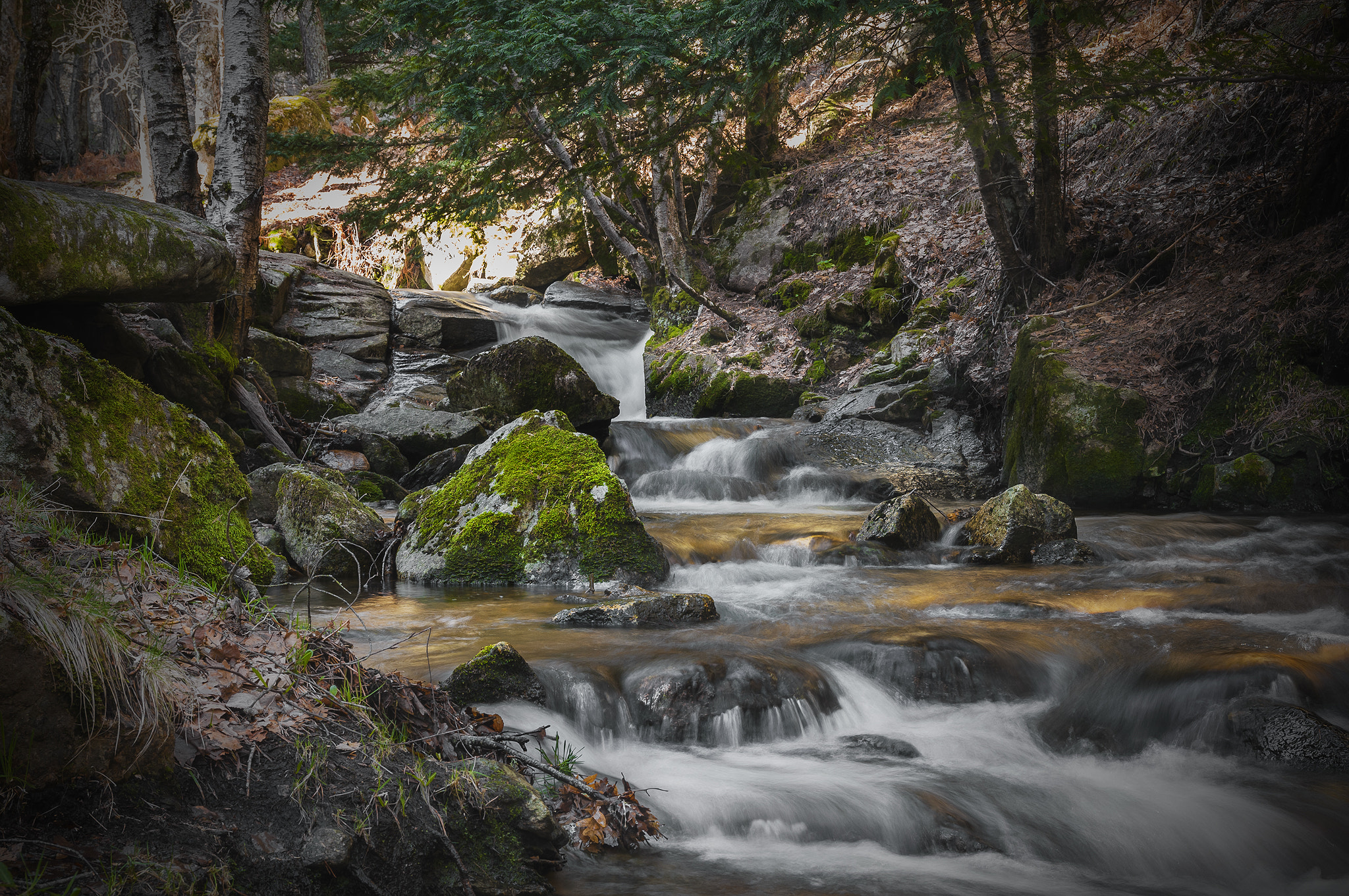Sigma 17-50mm F2.8 EX DC OS HSM sample photo. 9088765700canenci photography