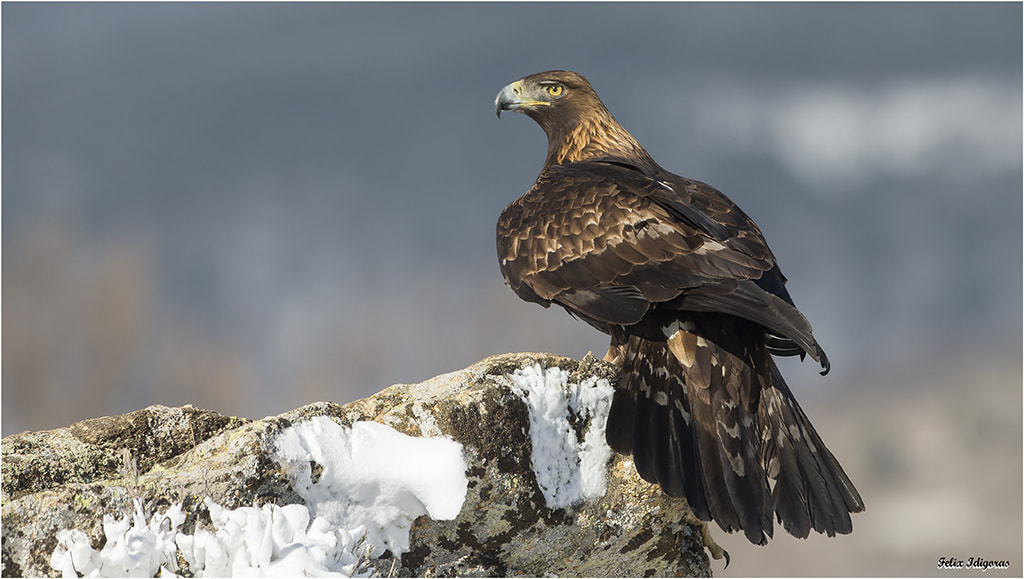 Canon EOS-1D X + Canon EF 500mm F4L IS USM sample photo. Oteando su cazadero photography