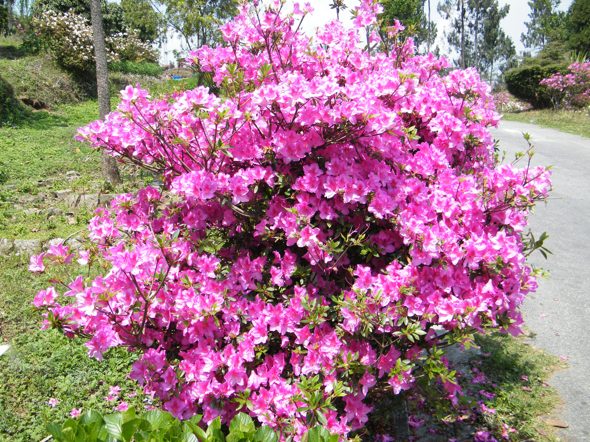 Fujifilm FinePix S2000HD sample photo. Nature in its pure form photography