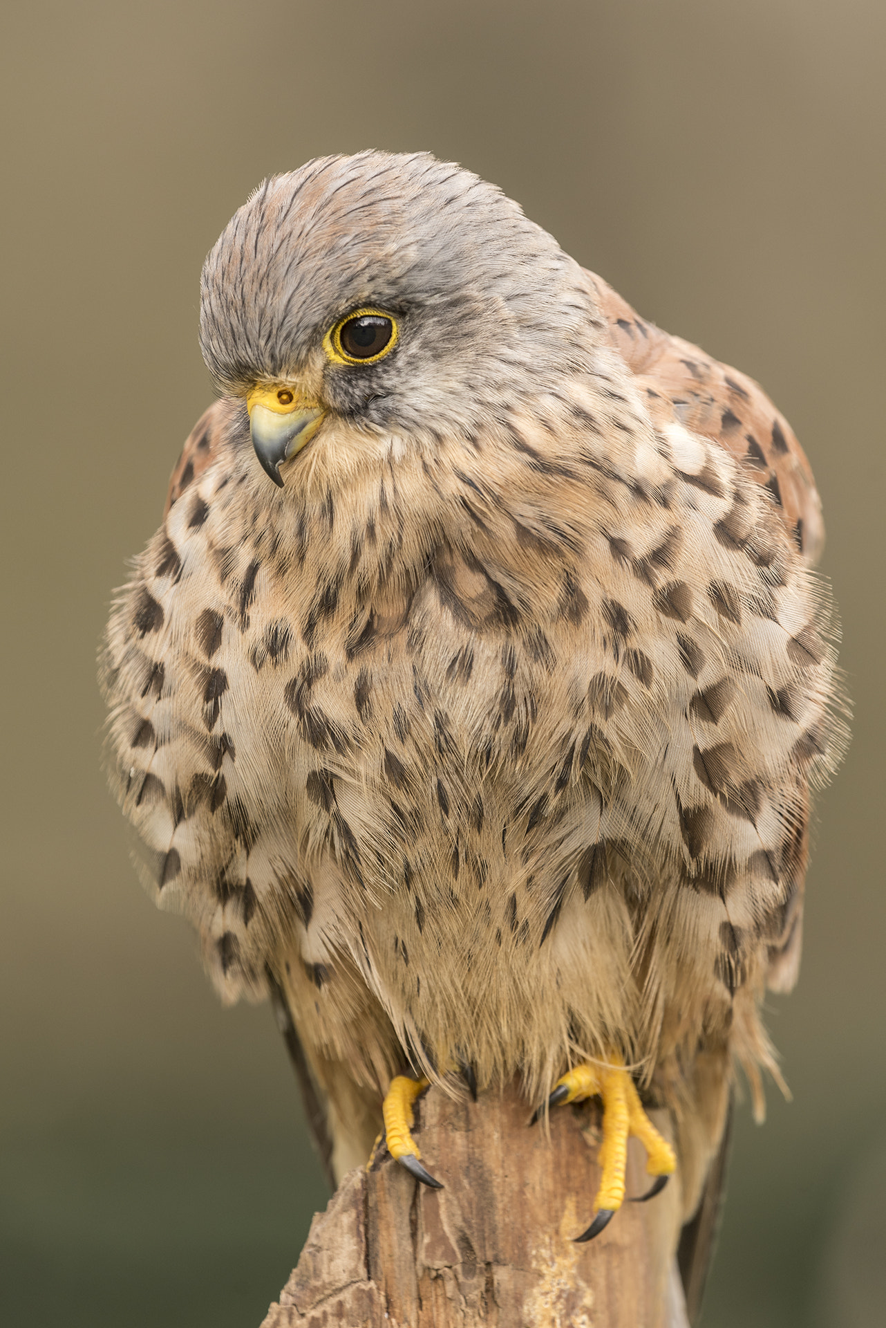 Nikon Nikkor AF-S 300mm F4E PF ED VR sample photo. Common kestrel photography