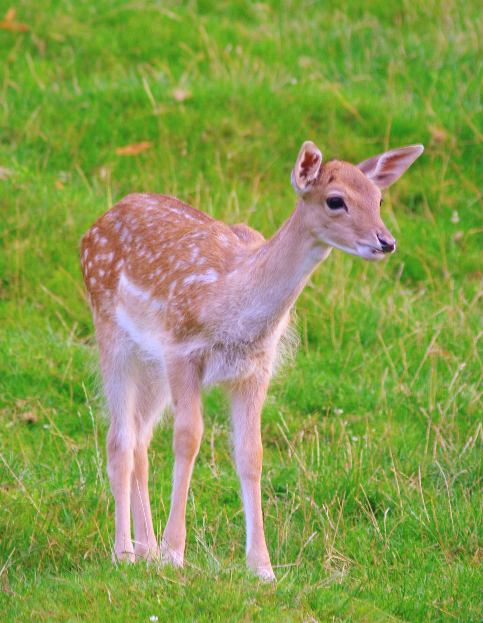 smc PENTAX-DA L 55-300mm F4-5.8 ED sample photo. Cute fawn photography