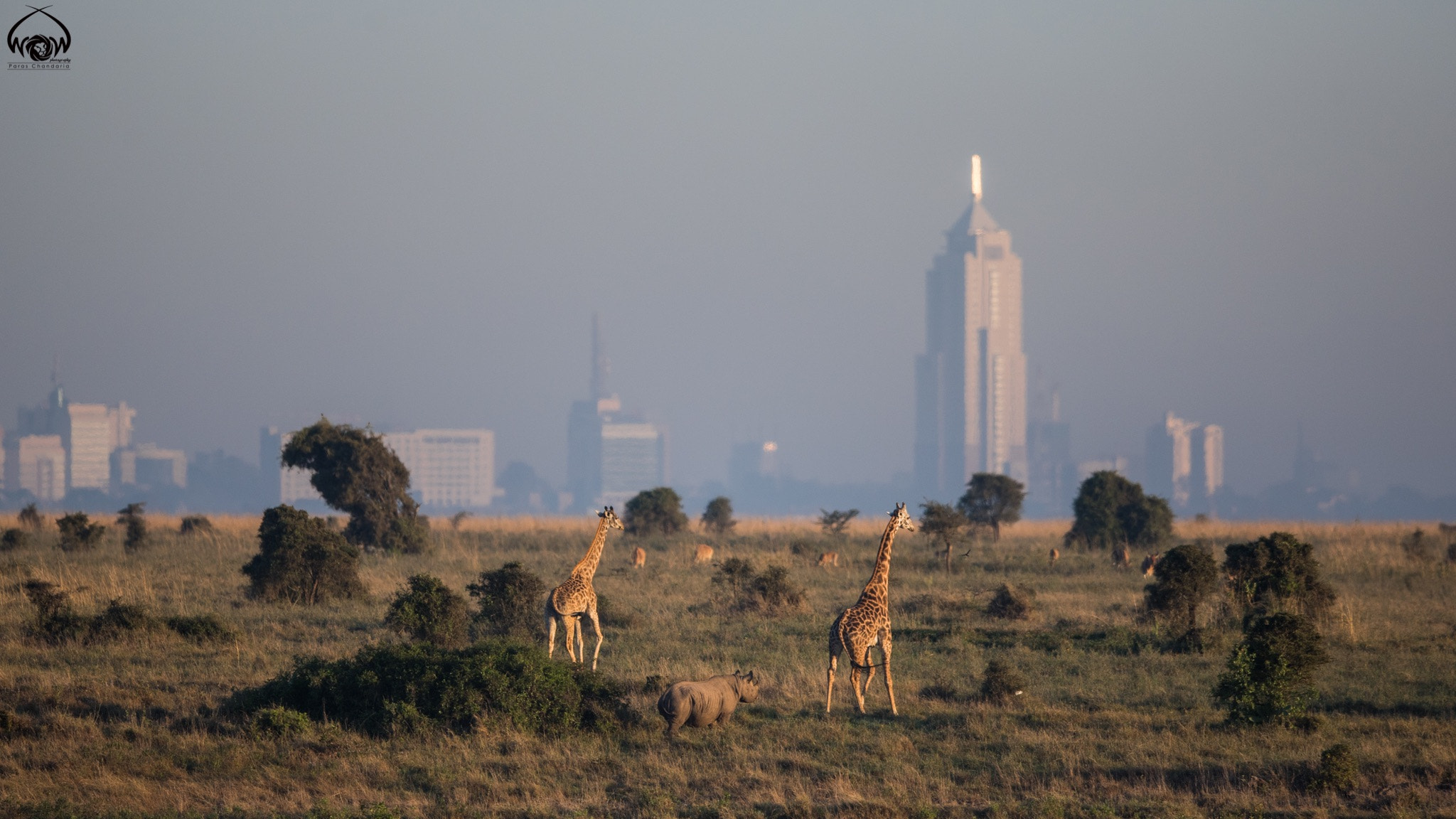 Canon EF 400mm F2.8L IS II USM sample photo. The city with a wild side - nairobi photography