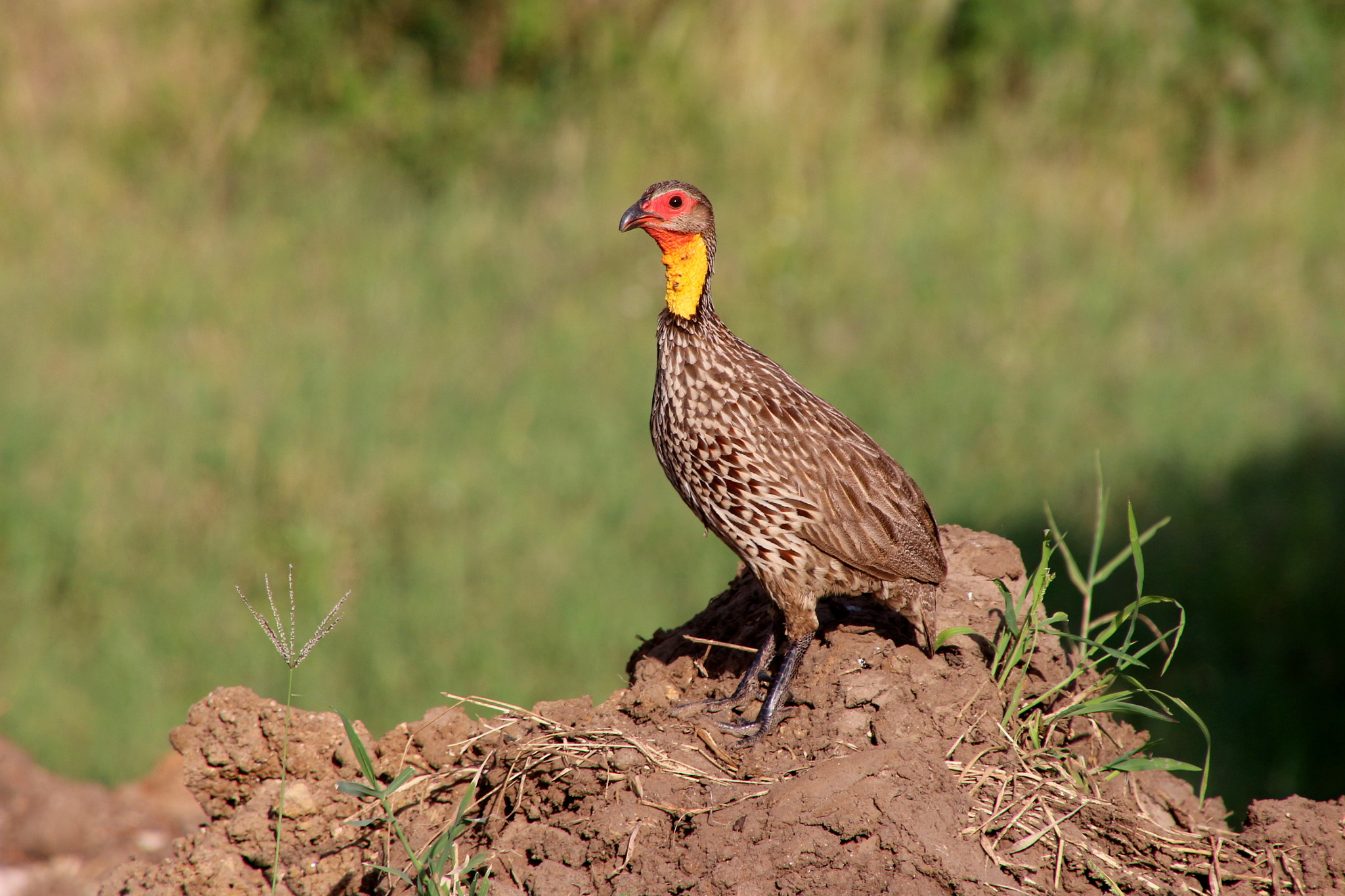 Canon EOS 650D (EOS Rebel T4i / EOS Kiss X6i) sample photo. Yellow-necked spurfowl photography