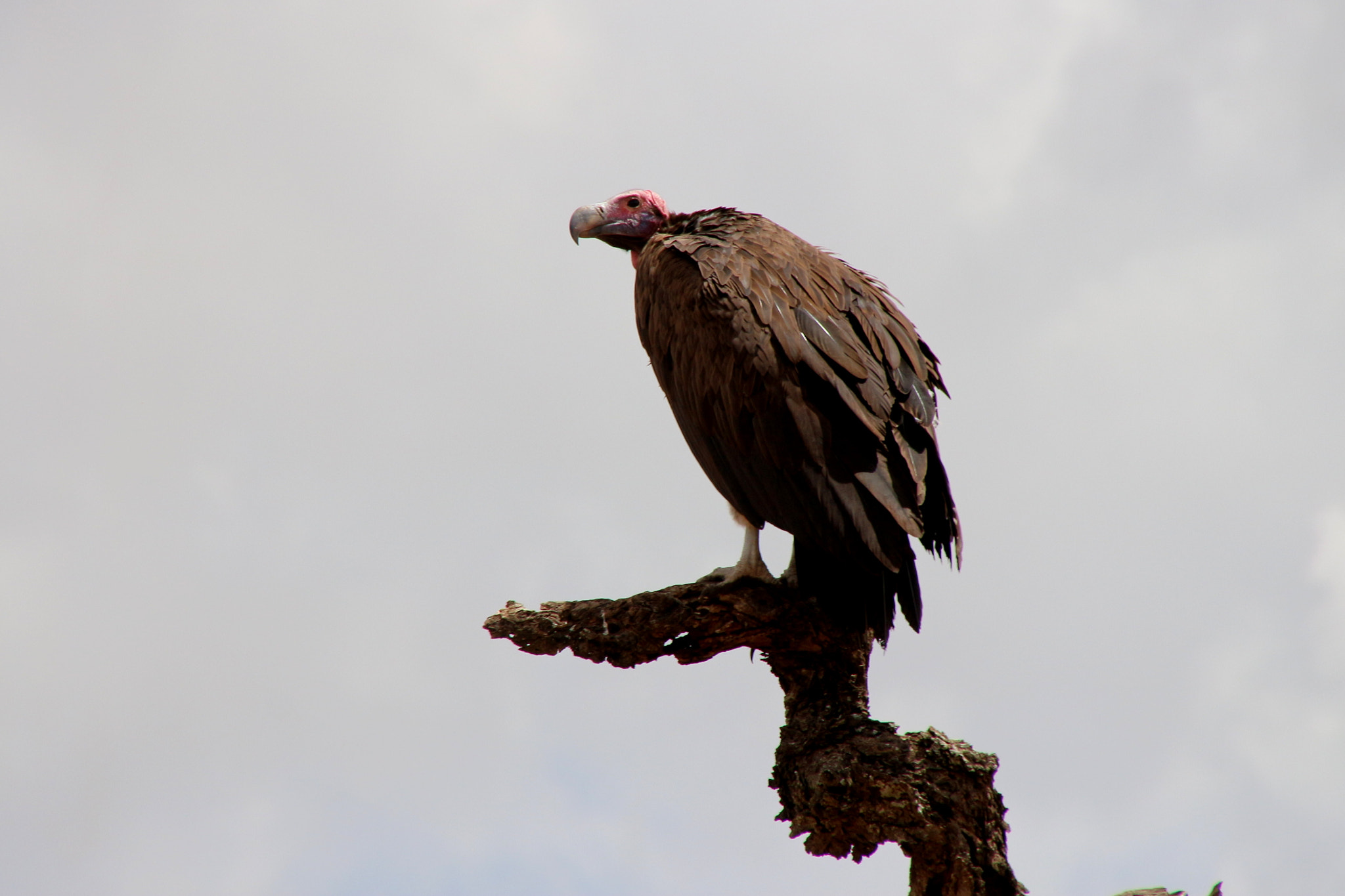 Canon EOS 650D (EOS Rebel T4i / EOS Kiss X6i) sample photo. Lapped-faced vulture photography